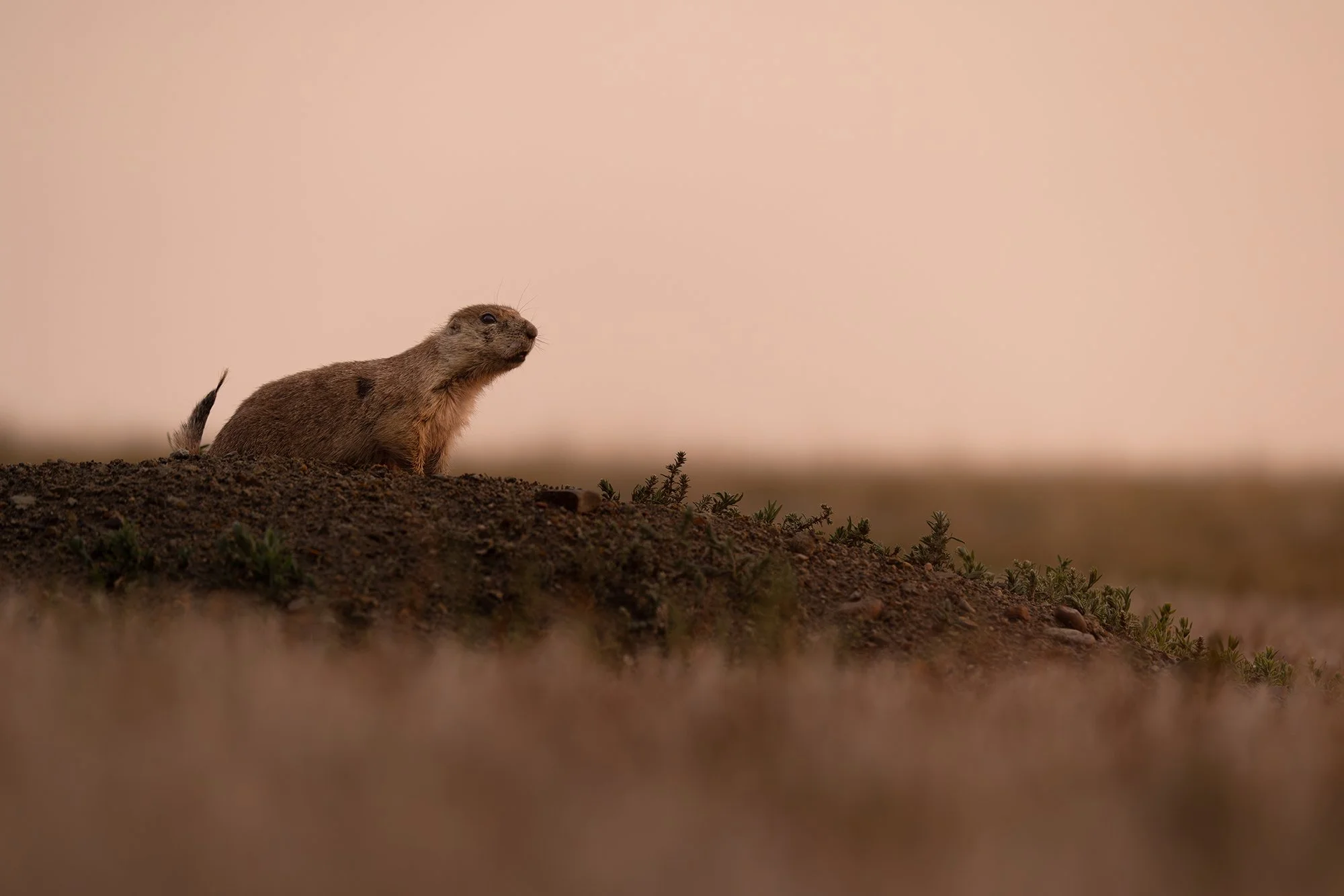 Prairie Dogs