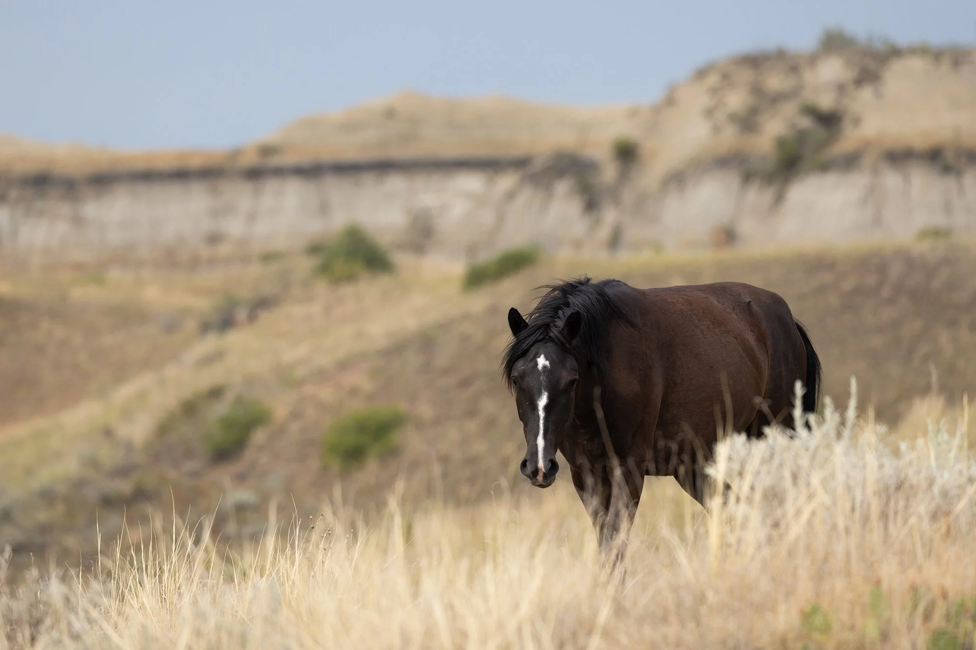 Feral Horses