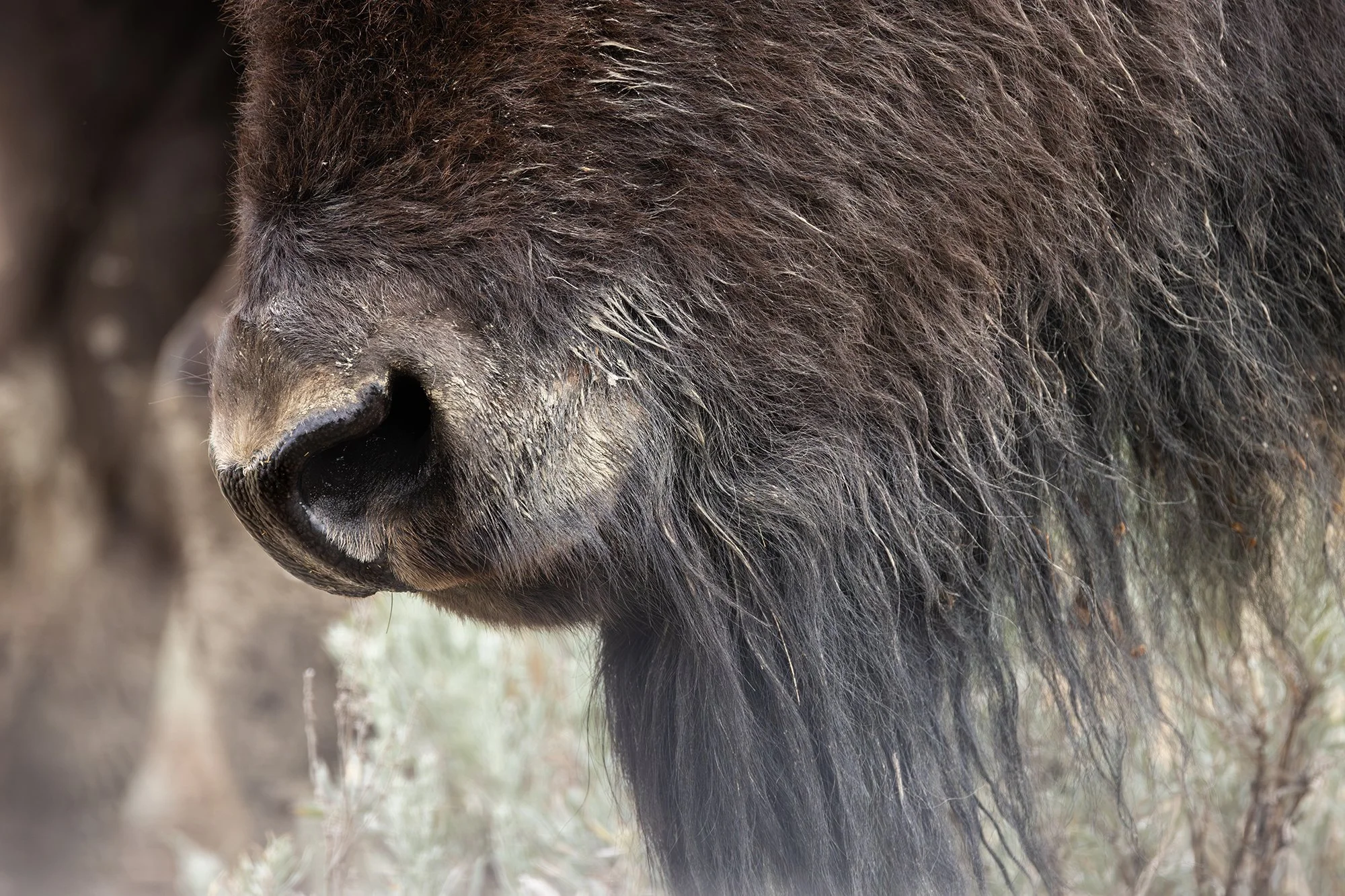 Plains Bison, Theodore Roosevelt National Park, North Dakota