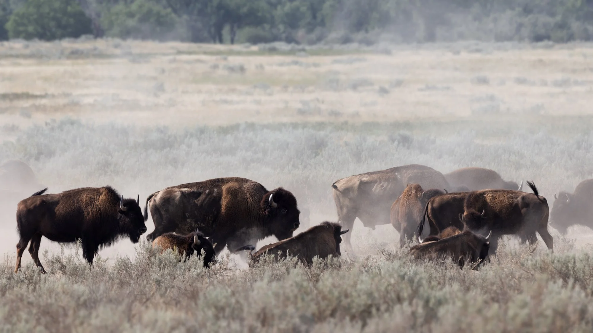 Plains Bison, Theodore Roosevelt National Park, North Dakota