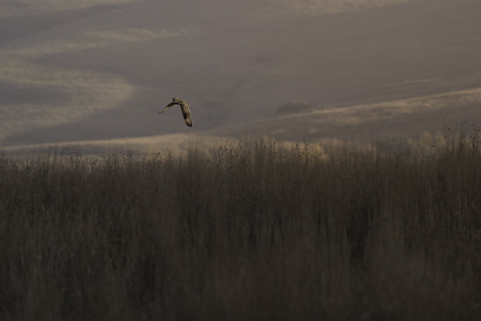 Short-eared Owl in Flight at Sunset