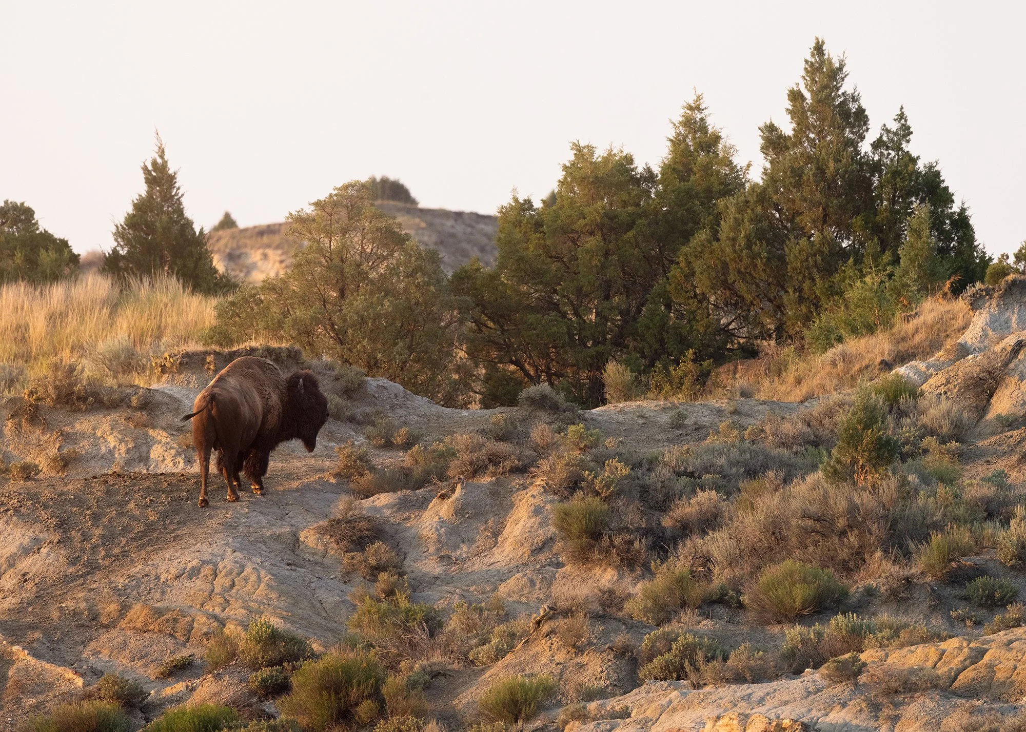 Plains Bison, Theodore Roosevelt National Park, North Dakota
