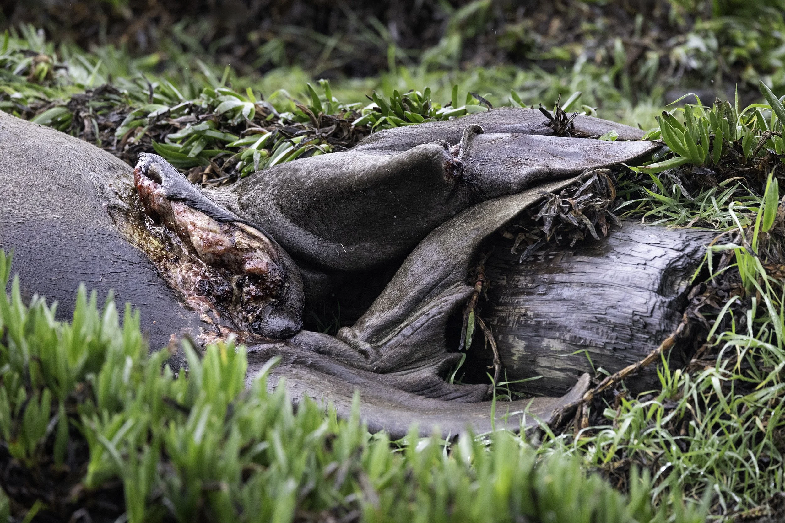 Elephant Seal wounded from a white shark bite