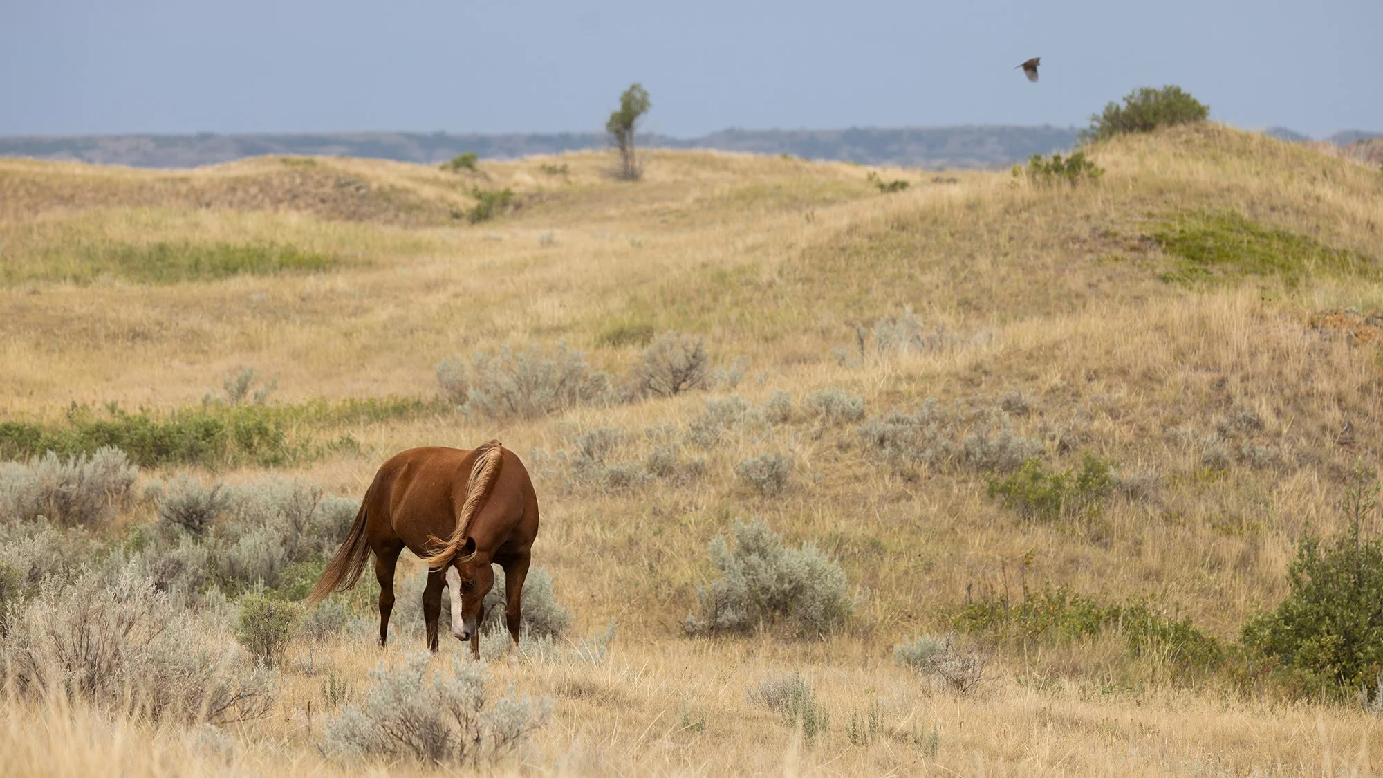 Feral Horse, Theodore Roosevelt National Park, North Dakota
