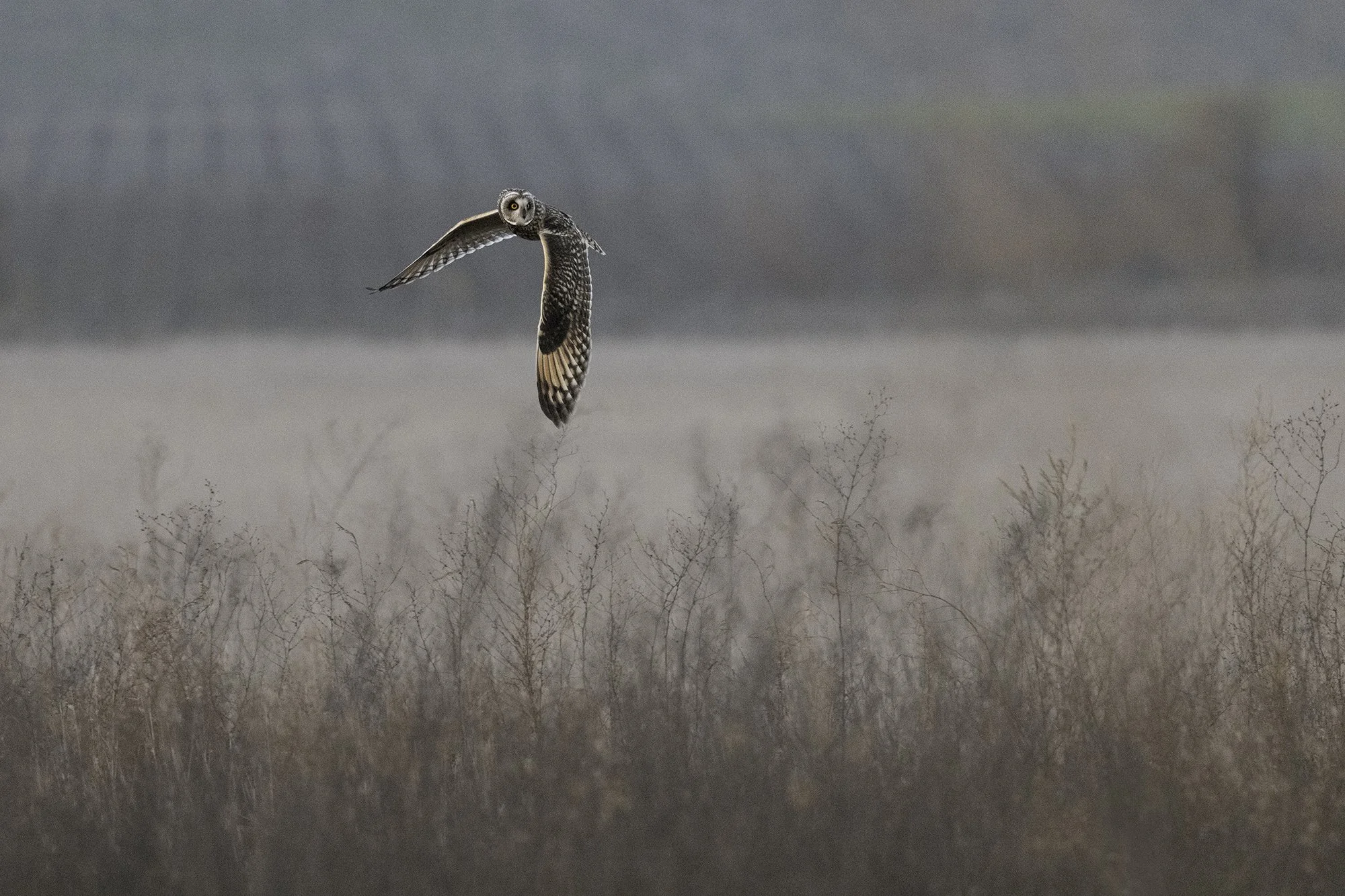 Short-eared Owl in Flight