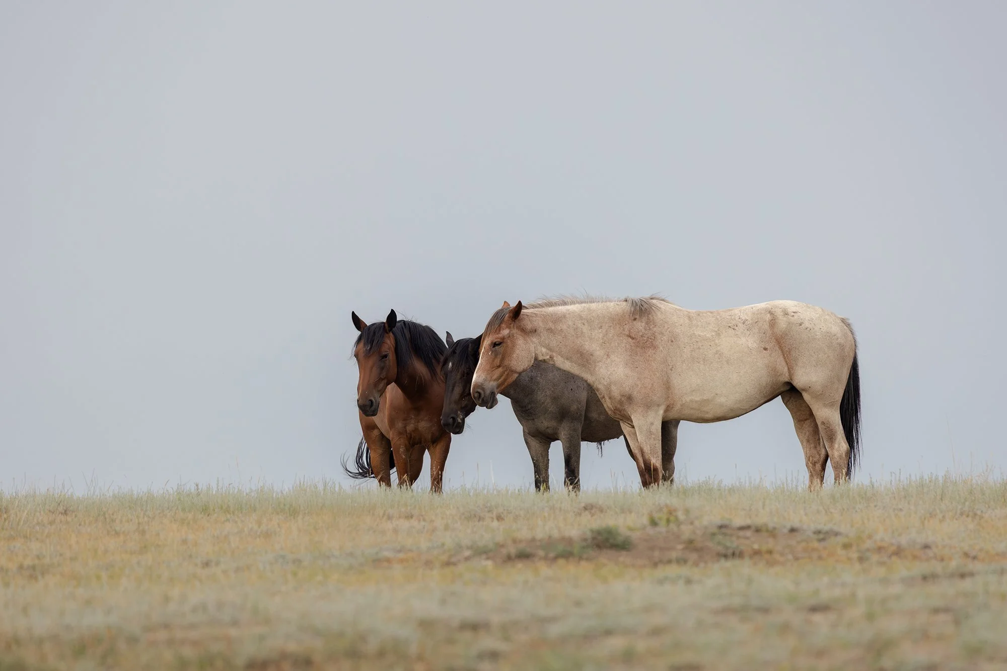 Feral Horse, Theodore Roosevelt National Park, North Dakota