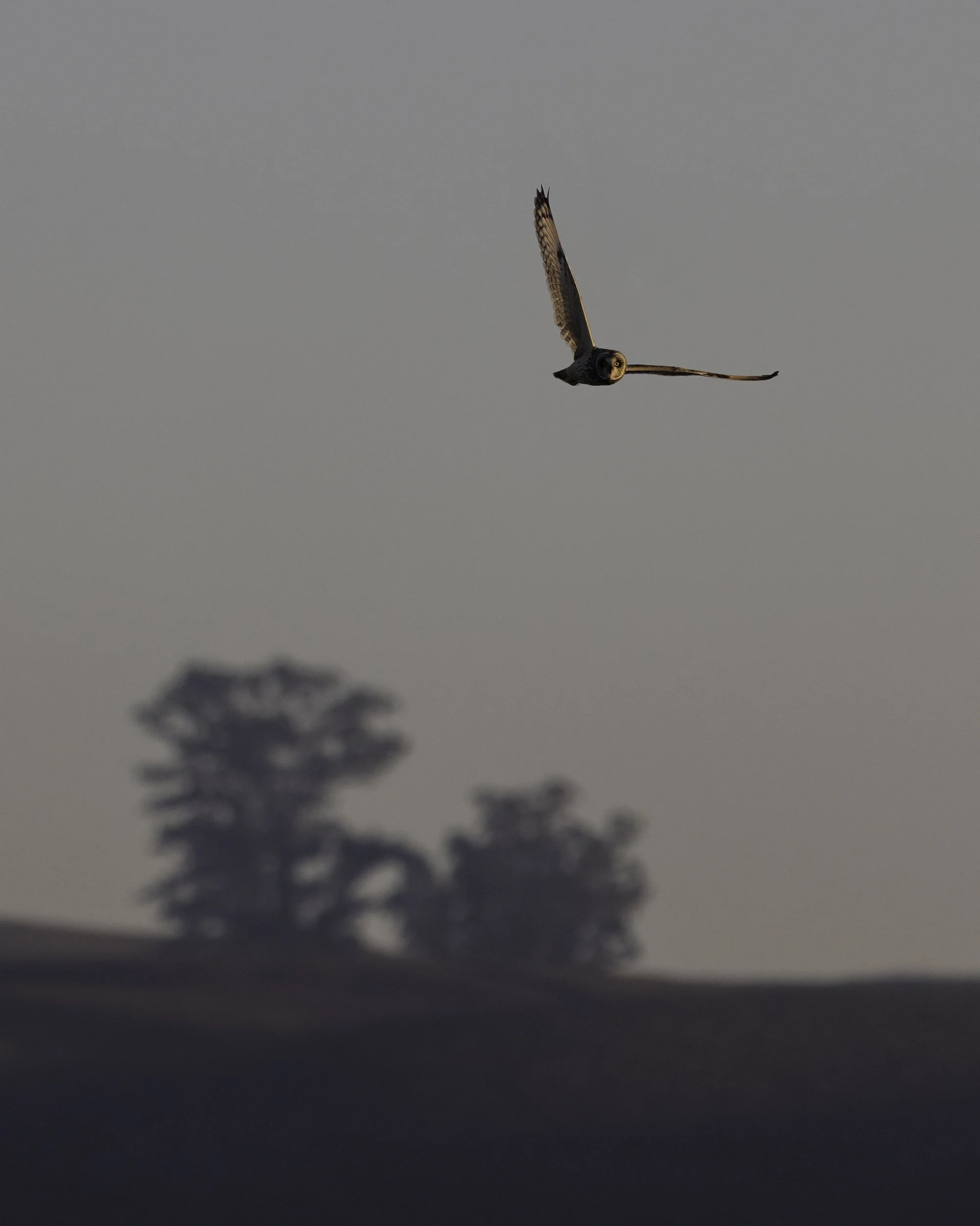 Short-eared Owl in Flight