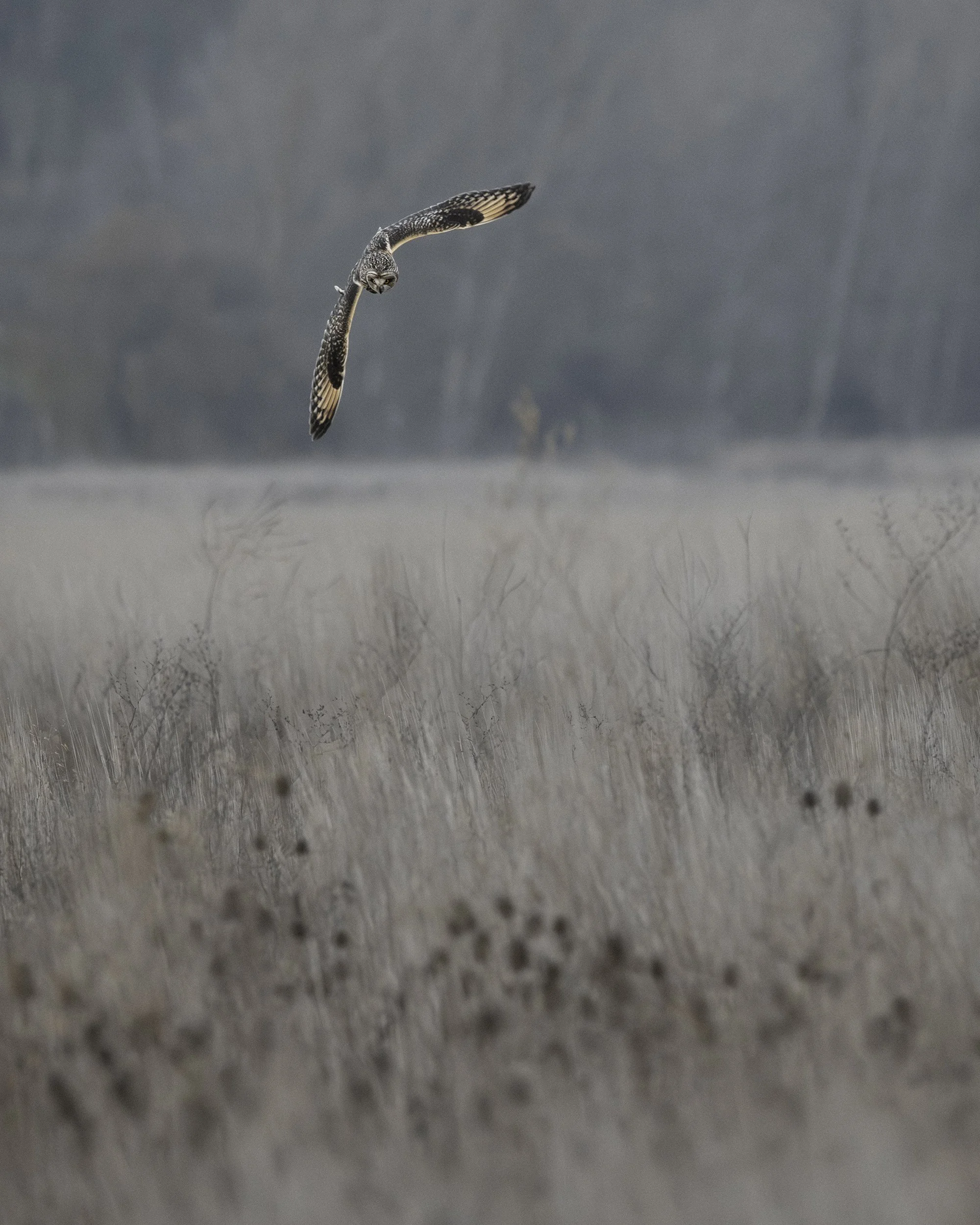 Short-eared Owl swooping down on prey