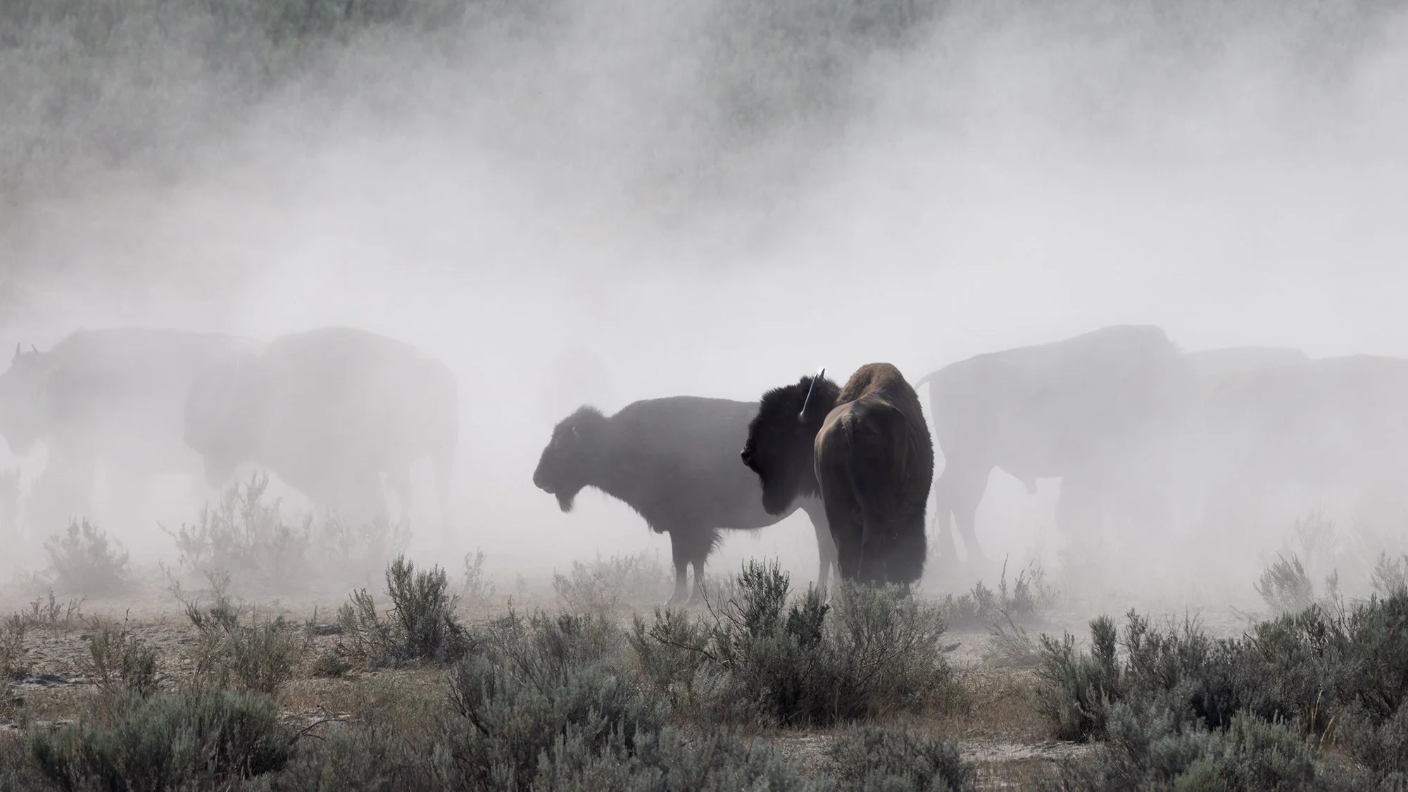 Plains Bison, Theodore Roosevelt National Park, North Dakota