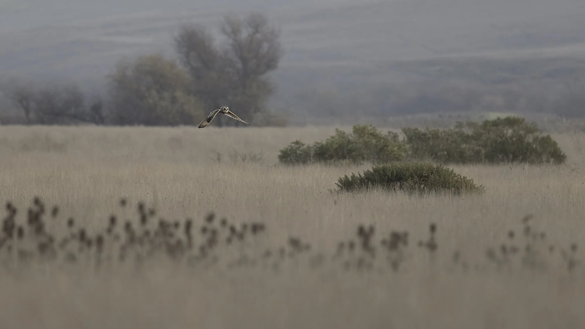 Short-eared owl in flight