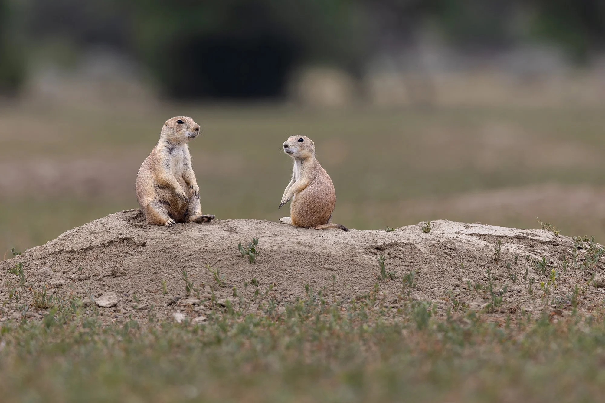Black-tailed Prairie Dog, Theodore Roosevelt National Park, North Dakota