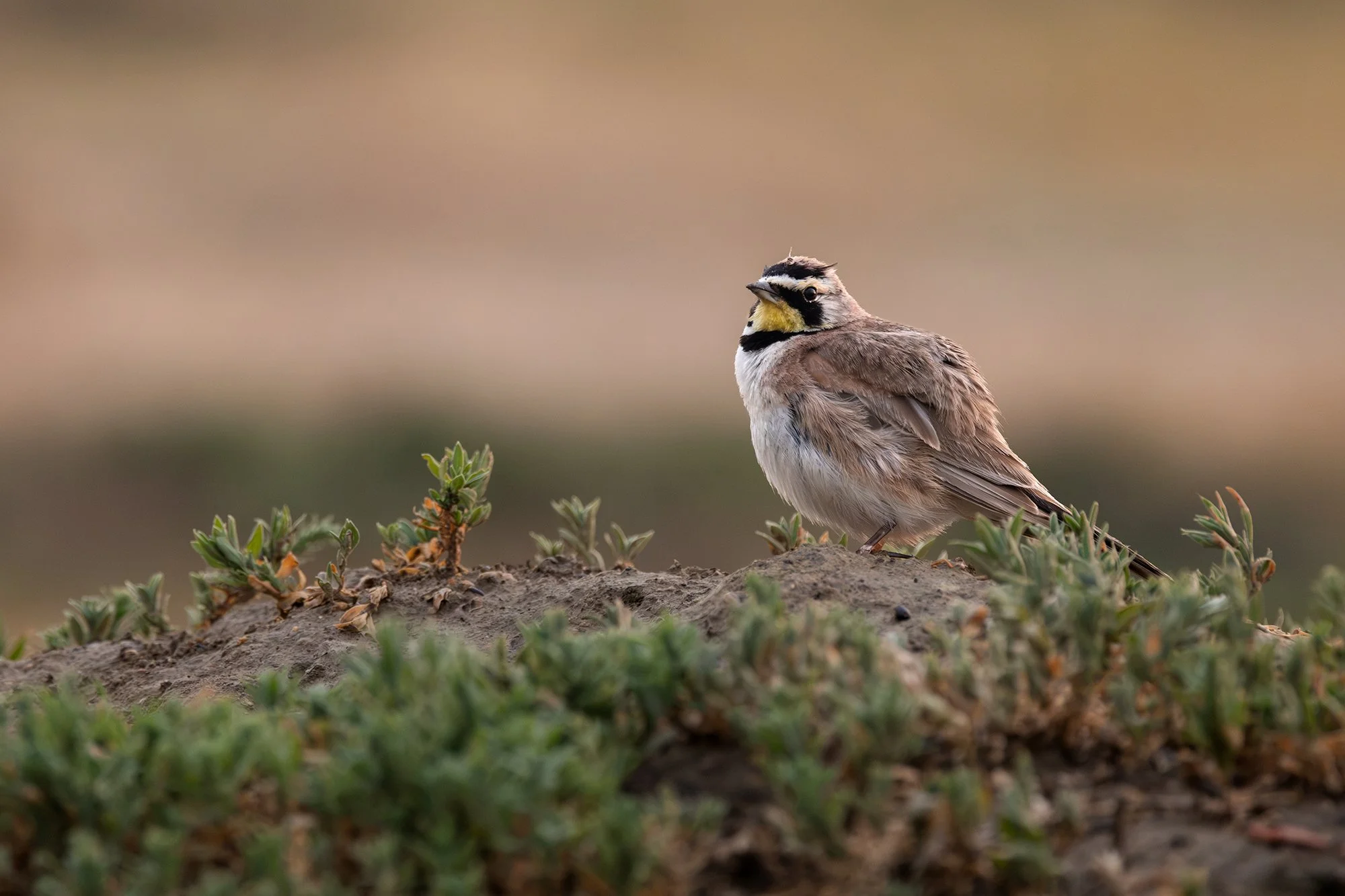 Horned Lark, Theodore Roosevelt National Park, North Dakota