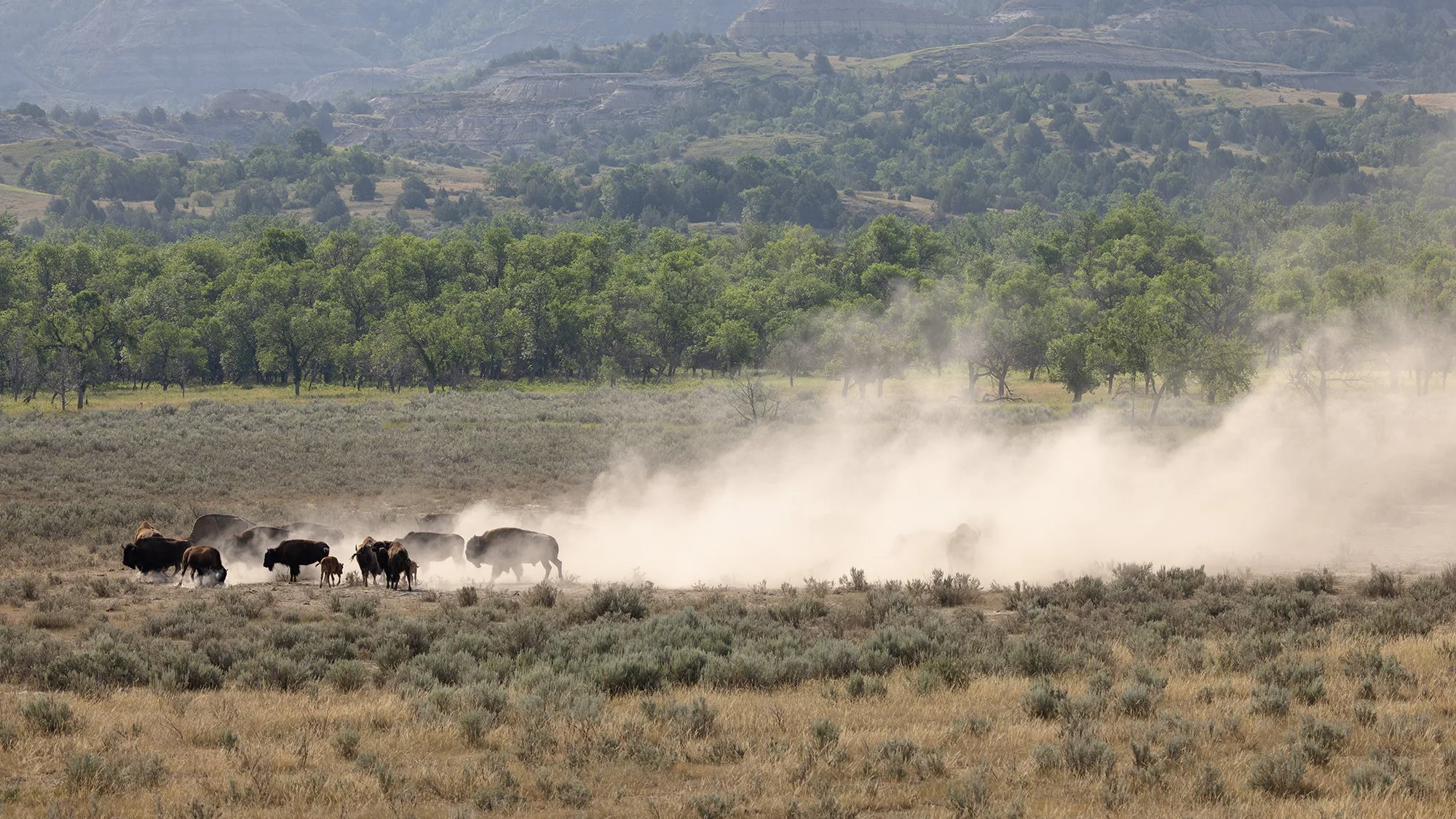 Plains Bison, Theodore Roosevelt National Park, North Dakota