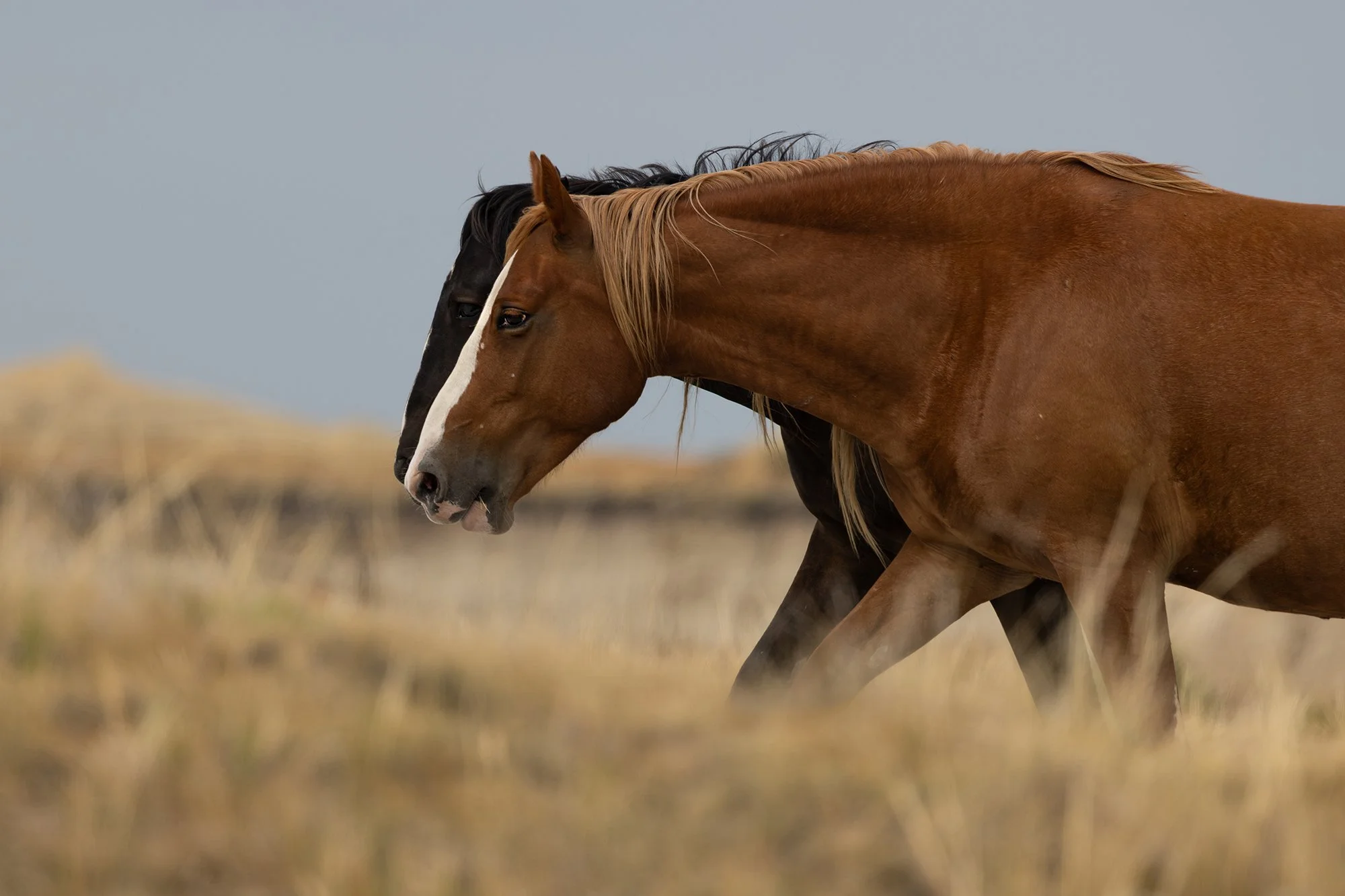 Feral Horse, Theodore Roosevelt National Park, North Dakota