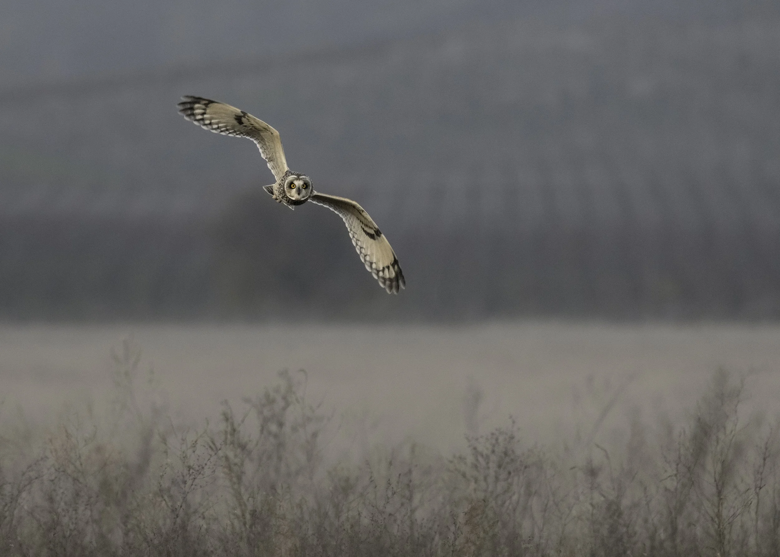 Short-eared Owl in Flight