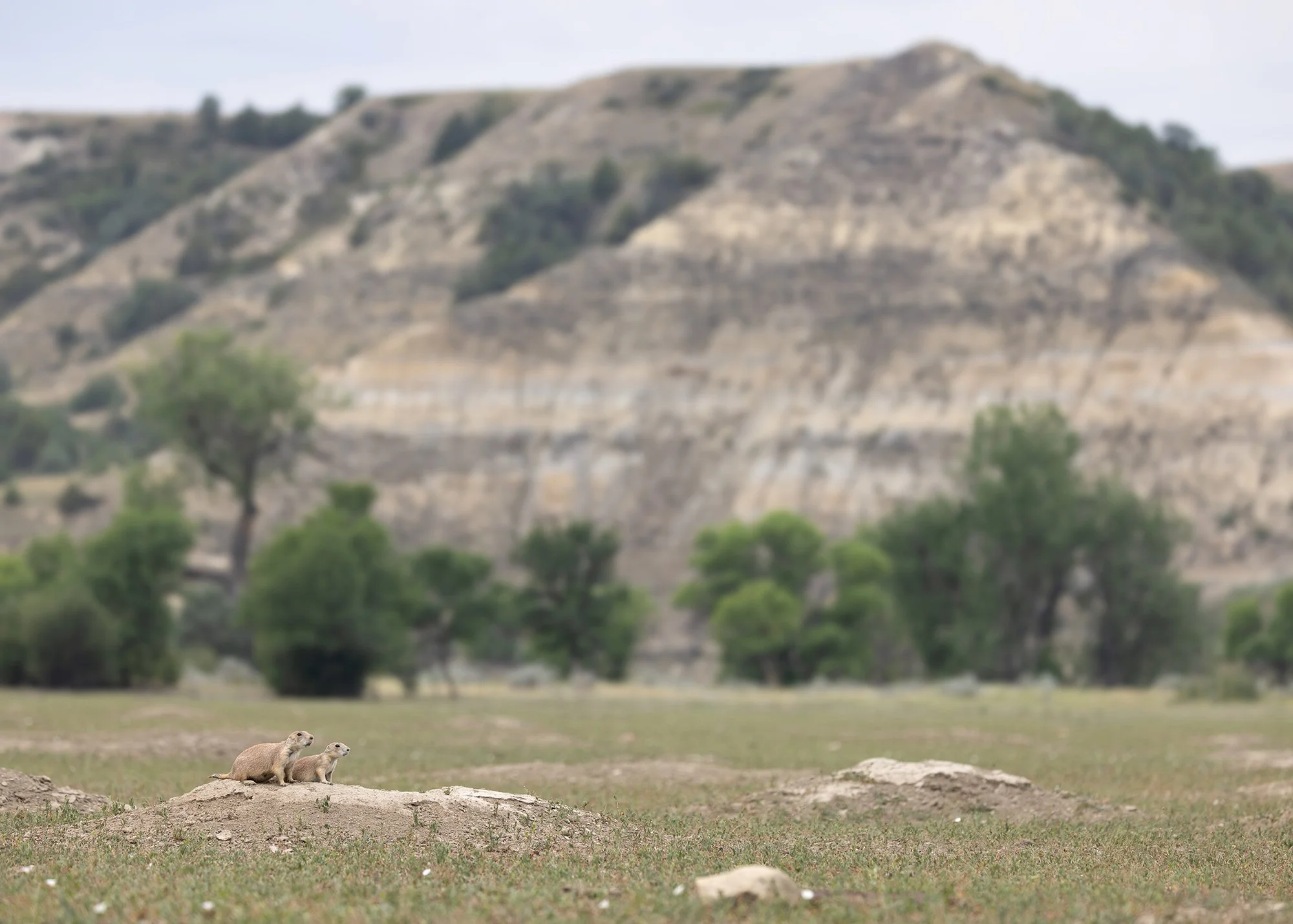 Black-tailed Prairie Dog, Theodore Roosevelt National Park, North Dakota