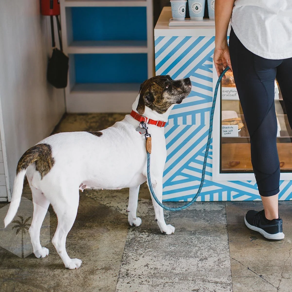 dog in a shop.jpeg