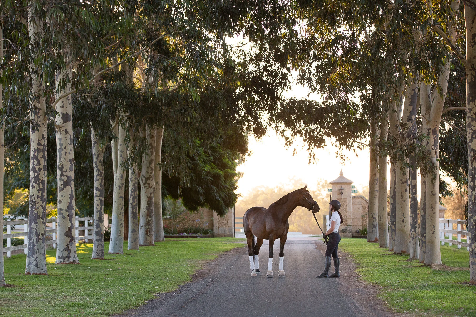 Sport_Horse-2.jpg