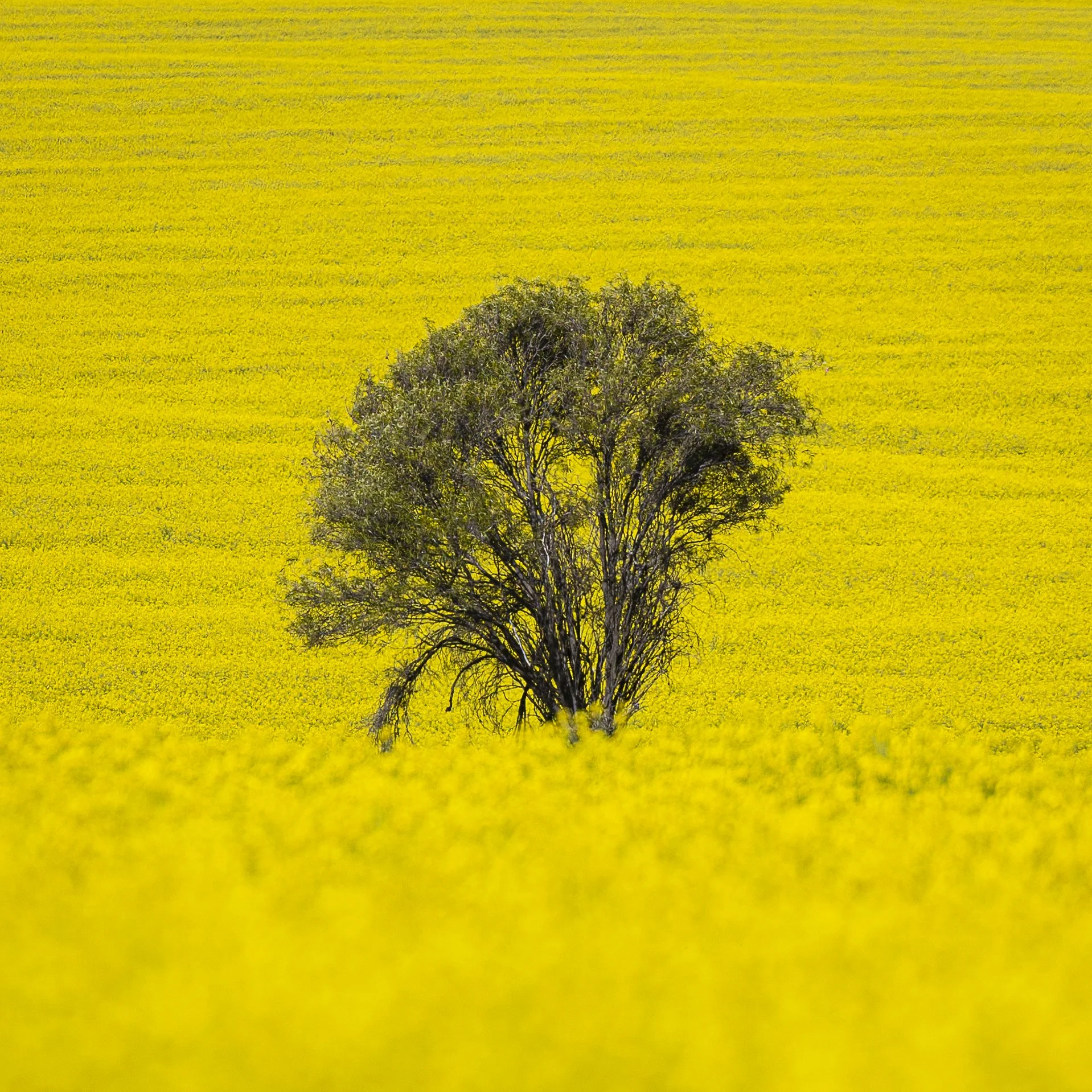 Wheatbelt Landscape
