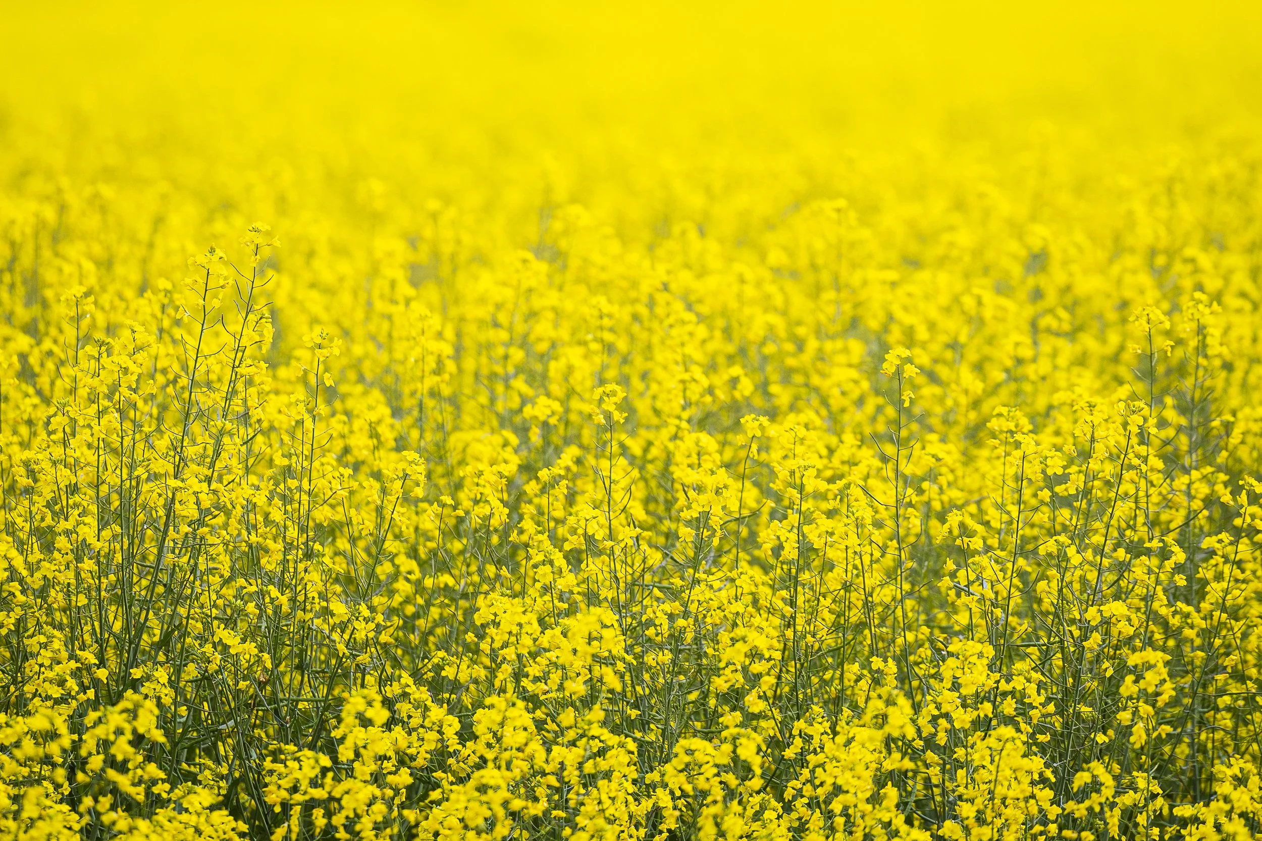 Canola Fields