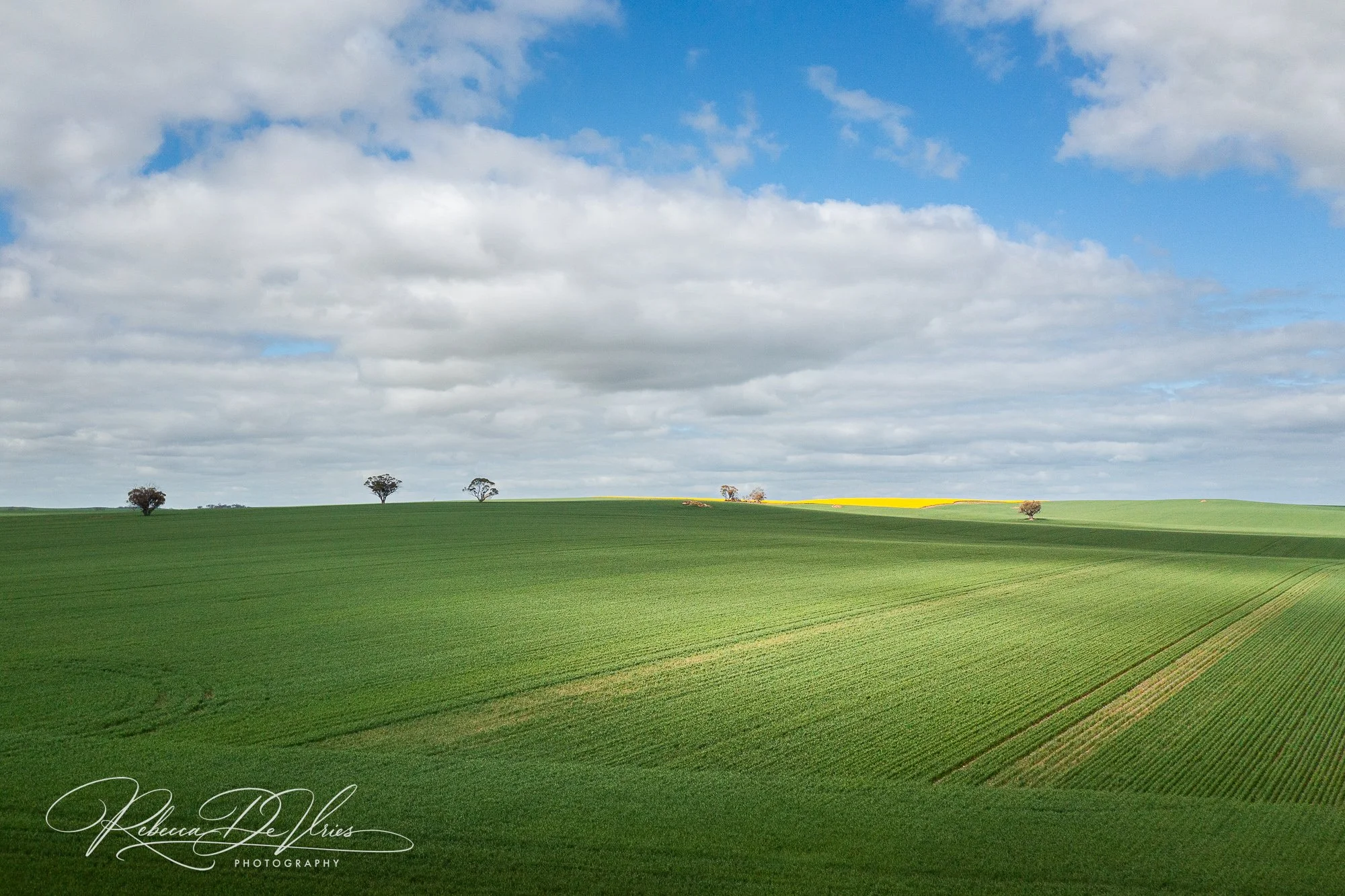 Wheatbelt Landscape