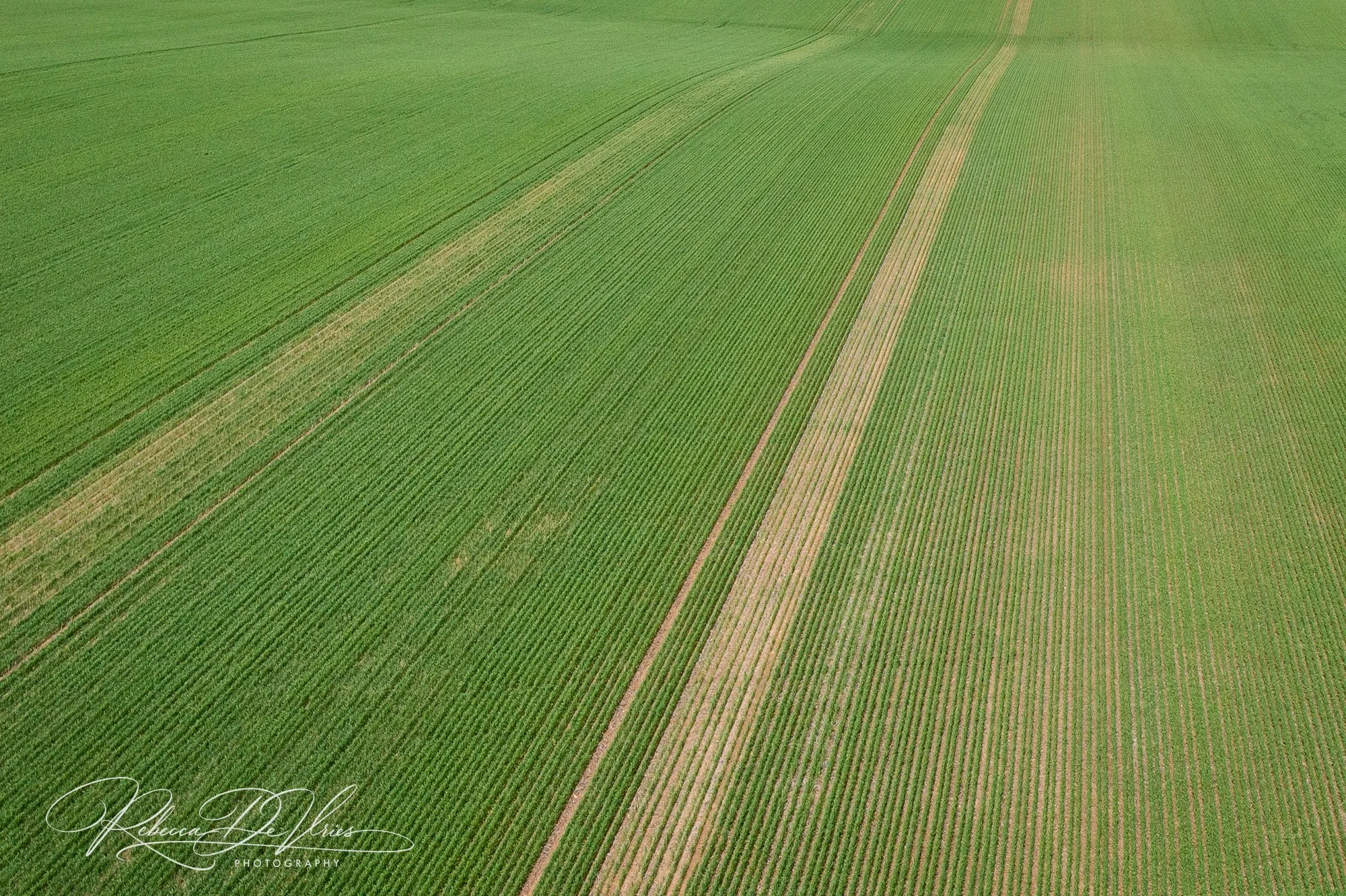 Green wheat fields Toodyay