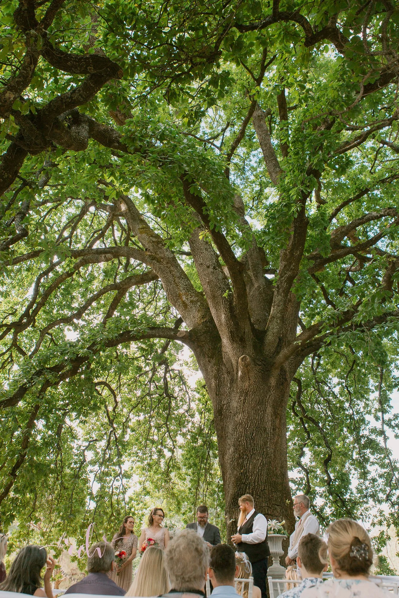 Perth Wedding Photography. Fred Jacoby Park under the old oak tree, Mundaring in the Perth Hills