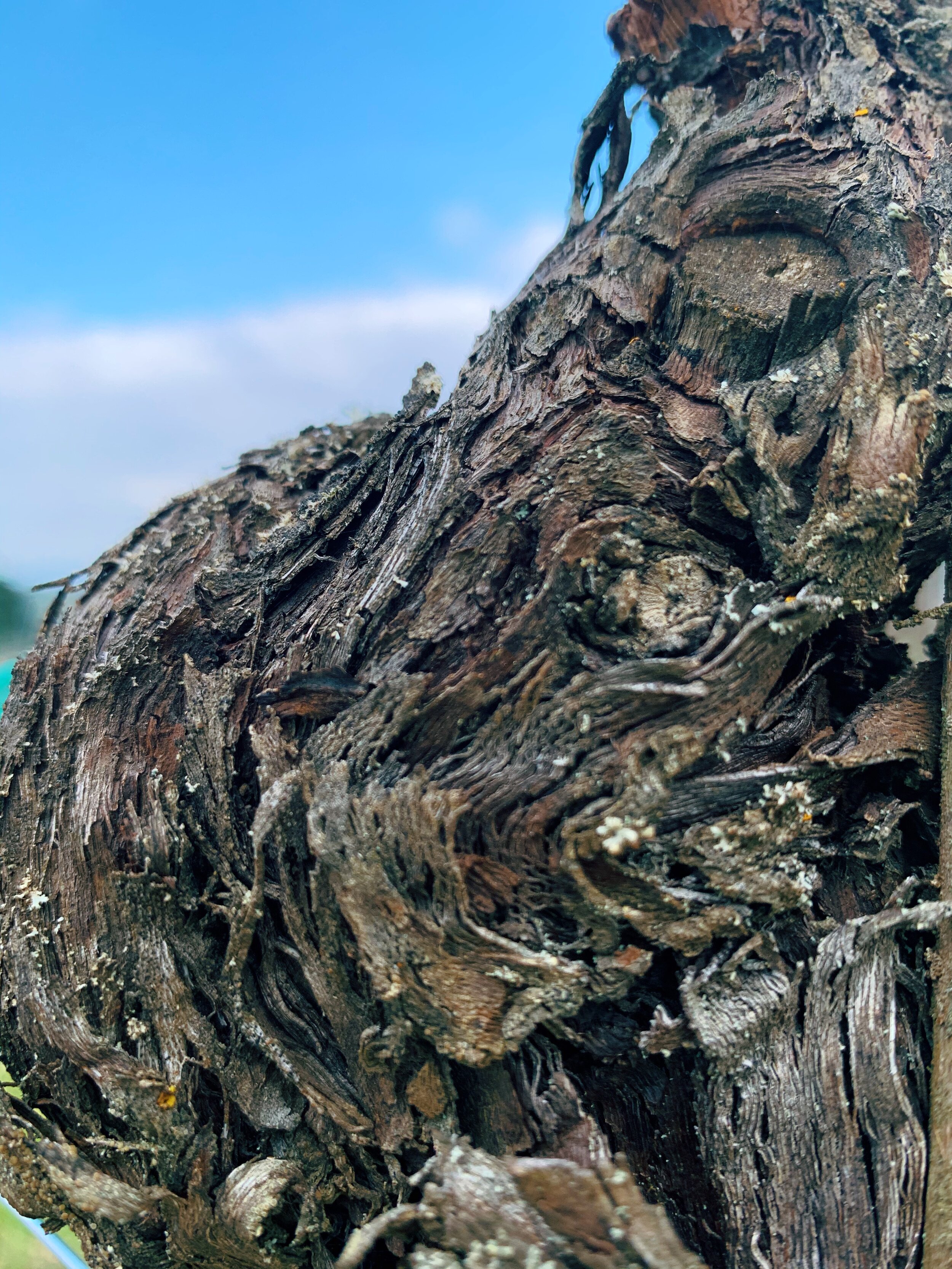 965D8DA8-86C5-4ADB-9F31-BBEB5FE4D881 2.JPG