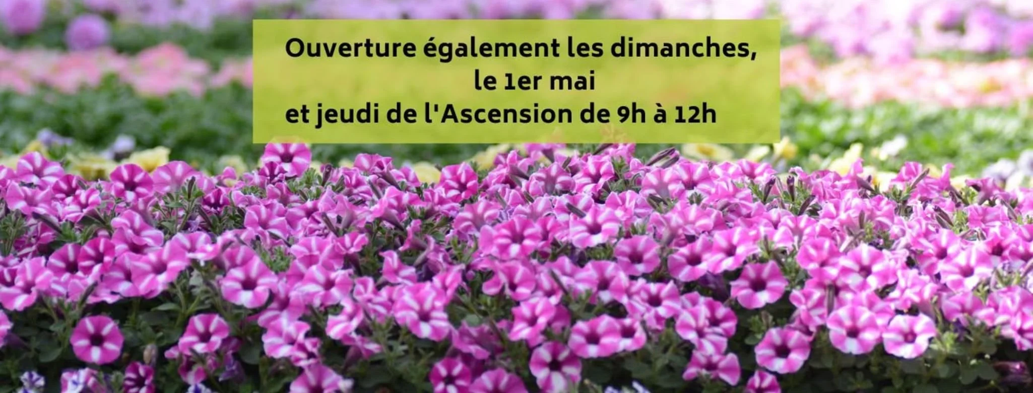 Copie de Réouverture pépinière automne (3).jpg