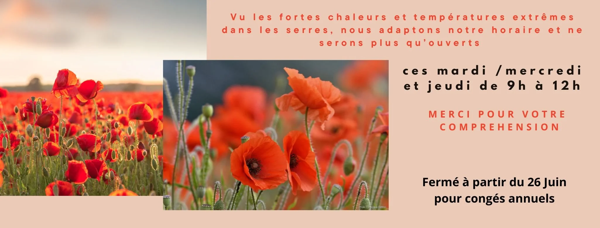 Copie de Réouverture pépinière automne (2).jpg