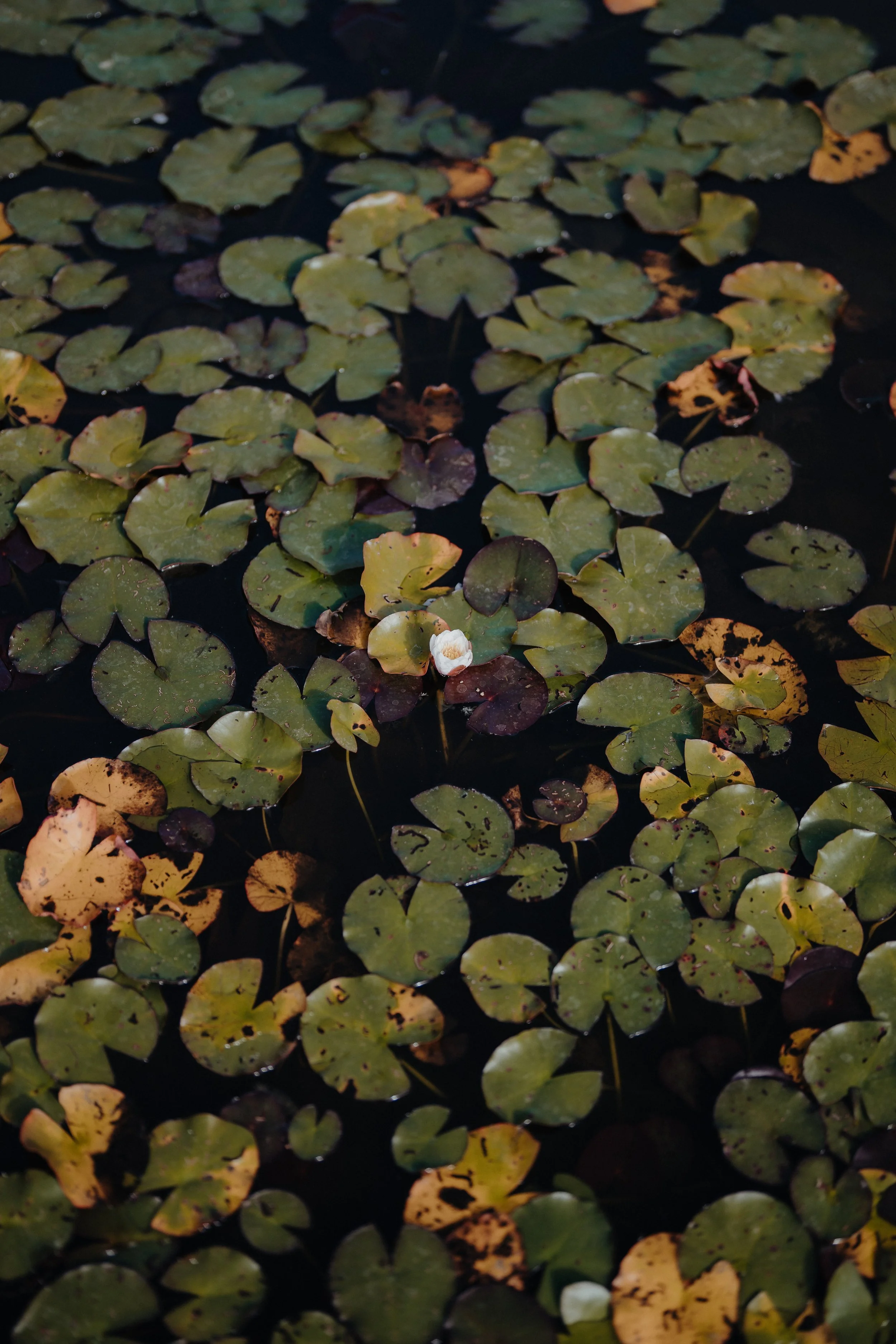 EllieWillPreviews0041.jpg