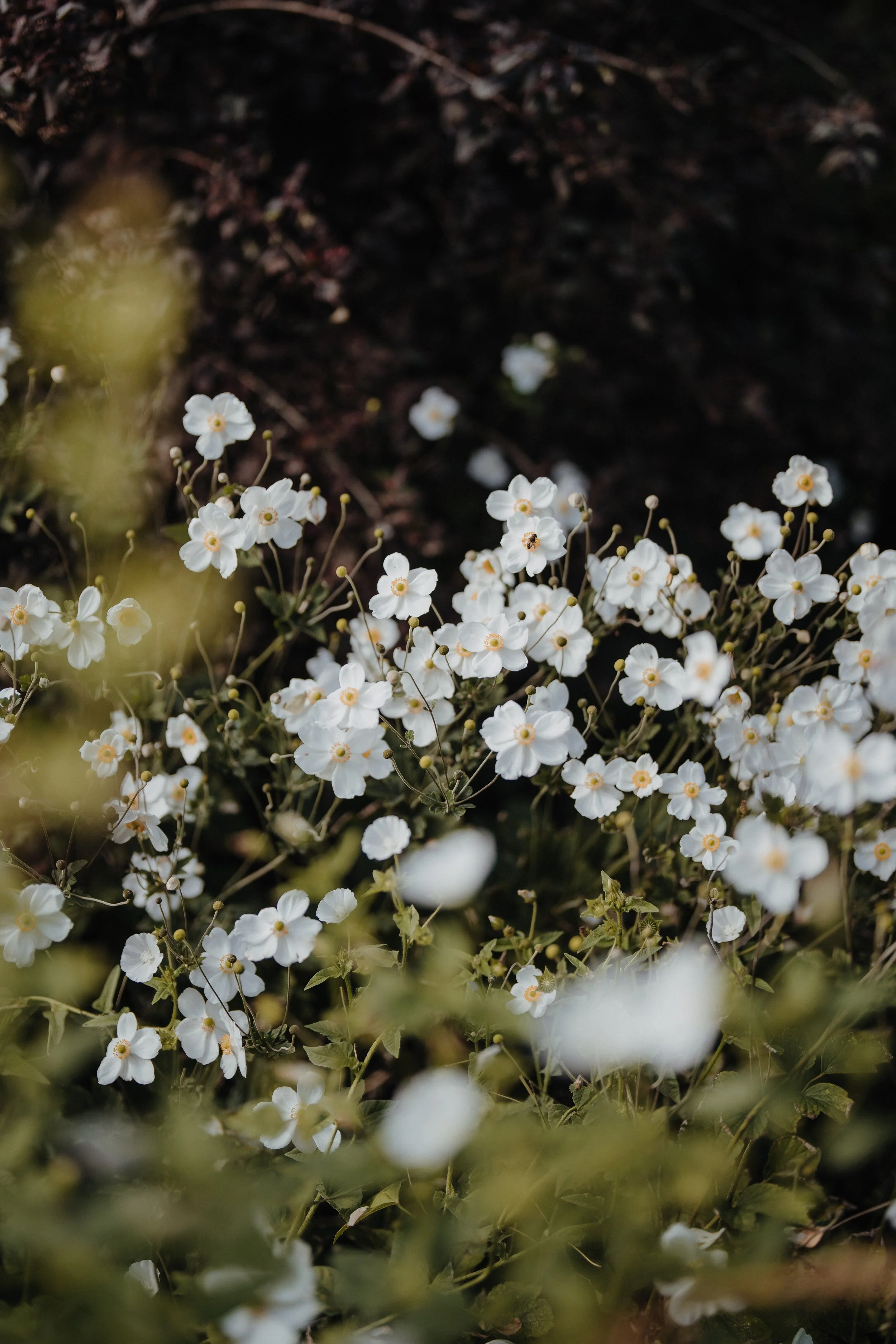 EllieWillPreviews0043.jpg