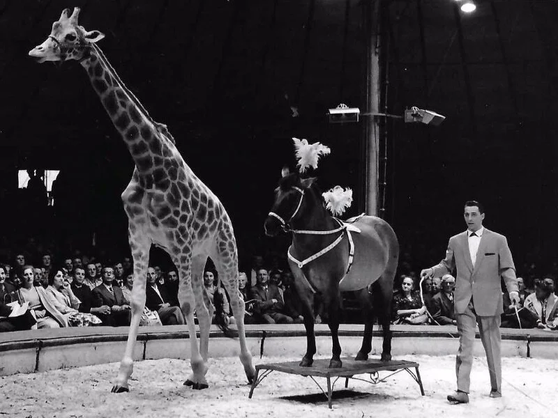 Girafe Lucky au spectacle de Knie 1960 avec un cheval Tarpan presenté par Franz R. Althoff (DR)