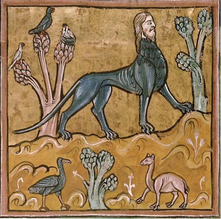 Manticore dans le Rochester Bestiary vers 1230, British Library, Royal MS 12 F. xiii, image (DR)&nbsp;