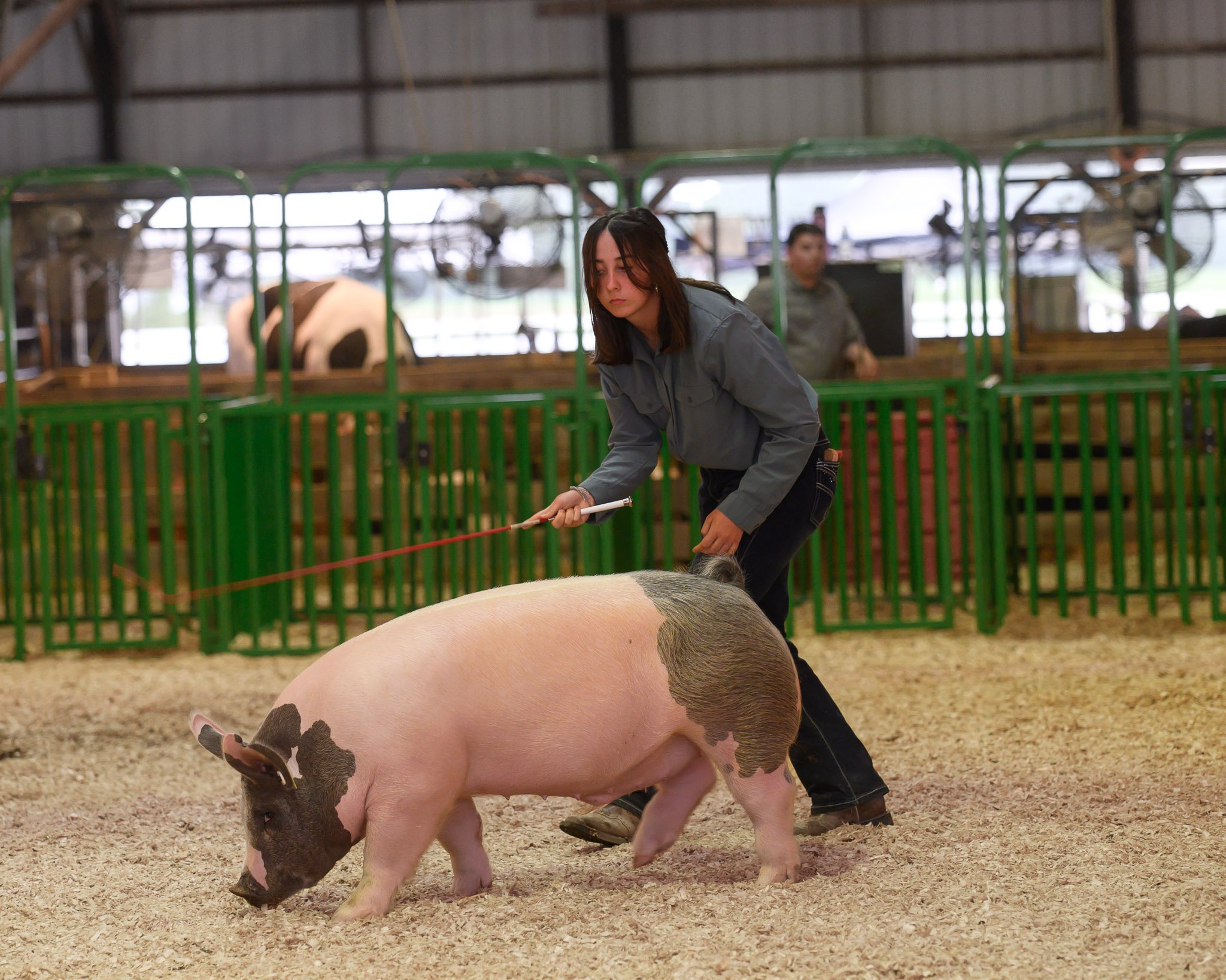 Swine at Royal Showmanship at the Miami County Fair