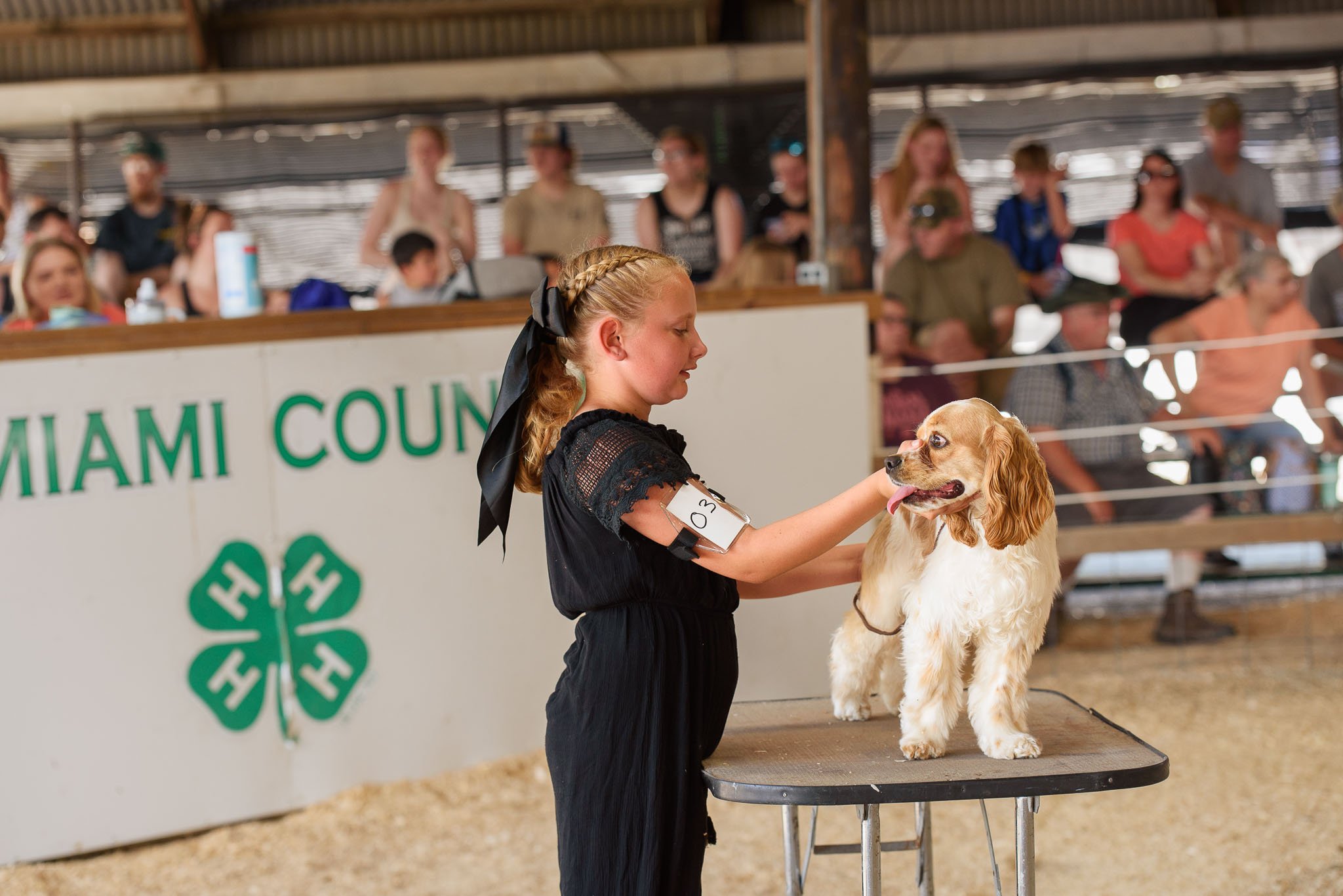 Dog Show