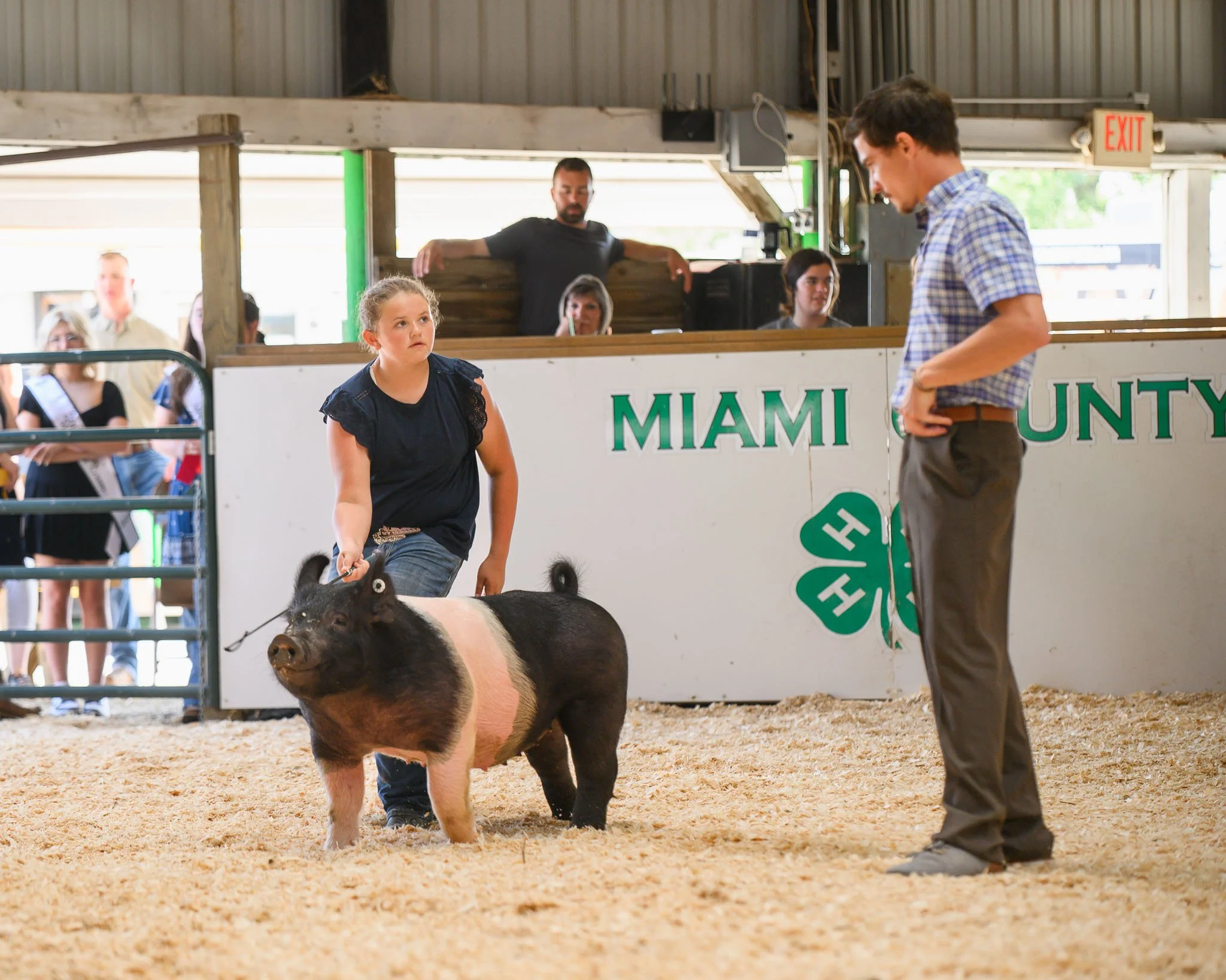 Swine Show