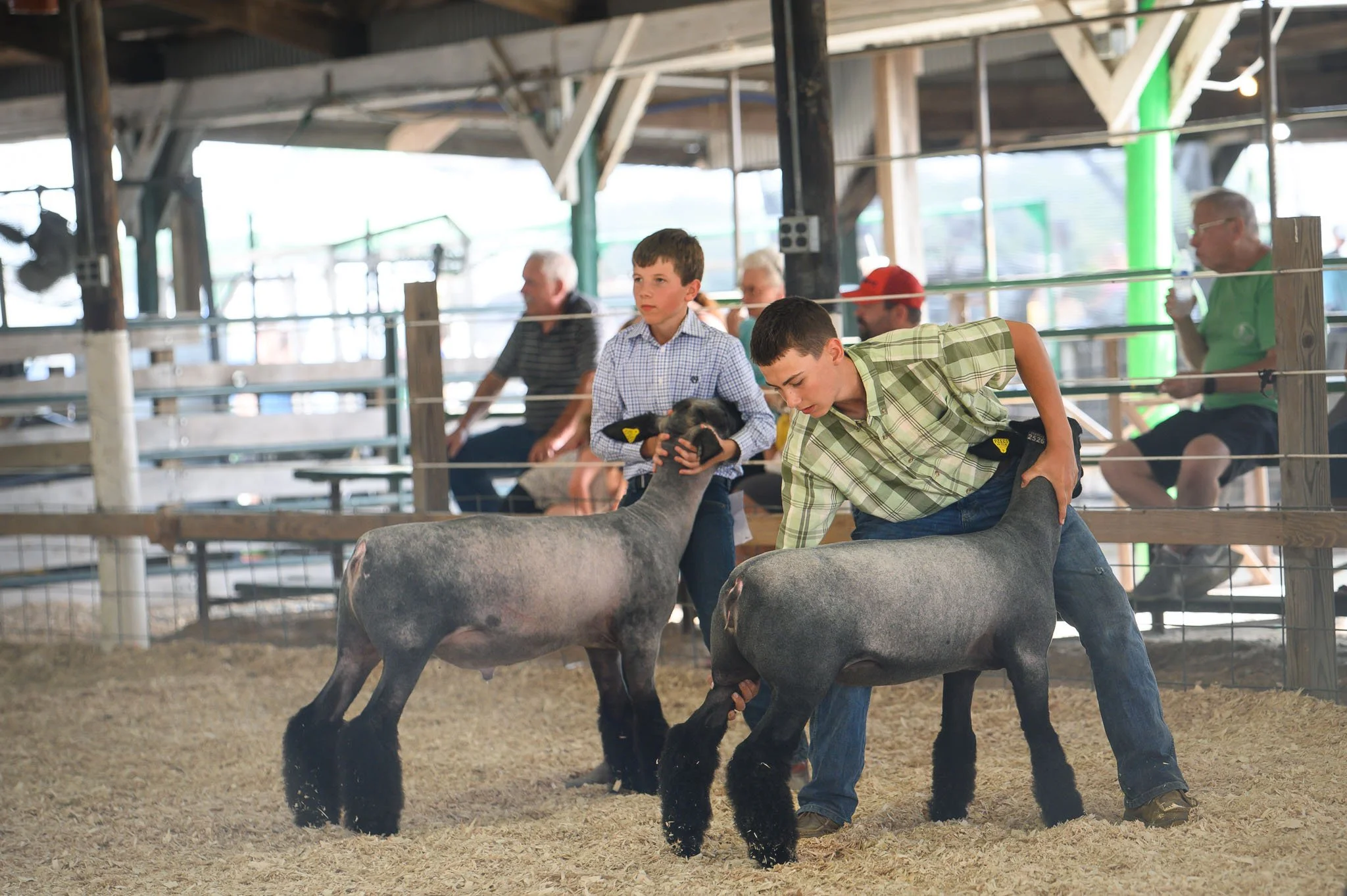 Sheep Show 