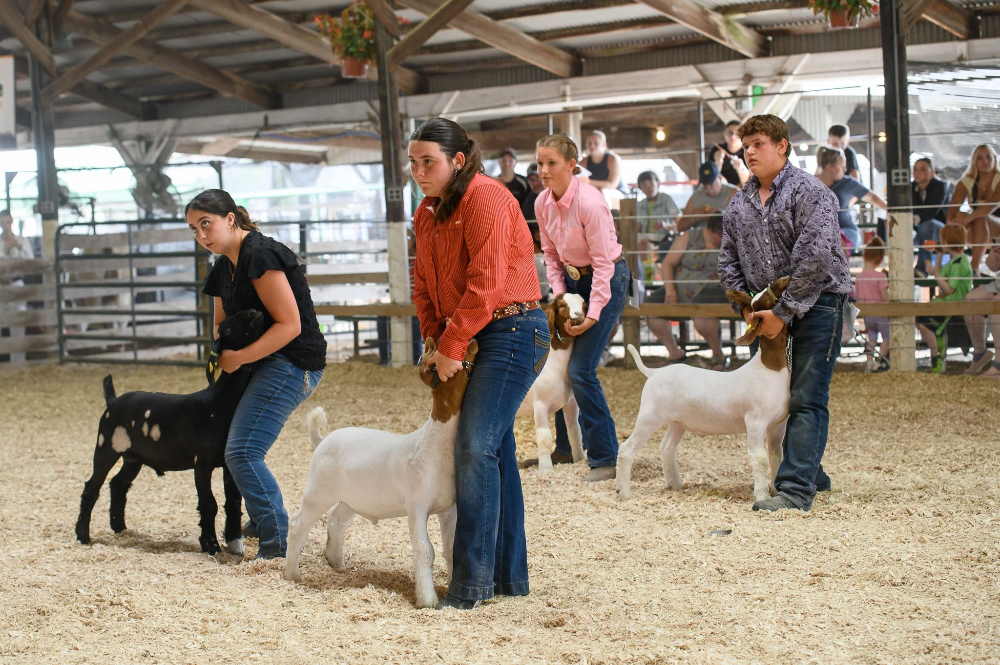 Goat Show