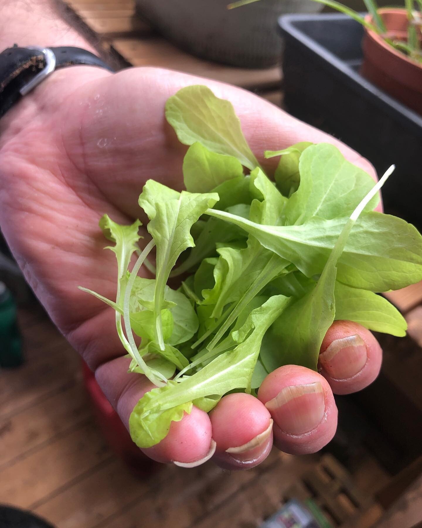 GreenHouse Project Lead - Jen - shares a photo with us with what she calls a ‘quick and easy crop grown in the greenhouse, eaten by grower in his sandwich!’