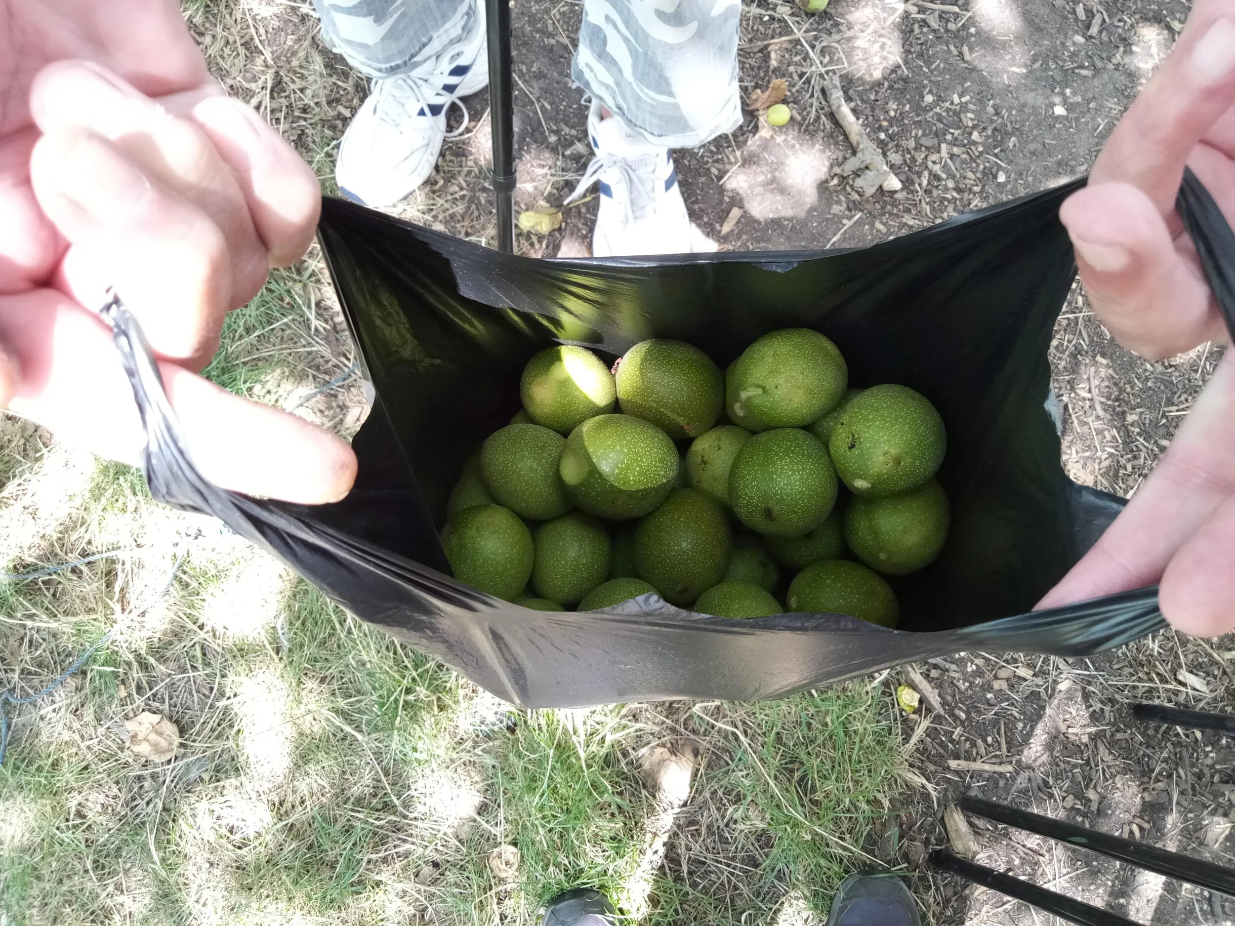 Another snap from our GreenHouse Project Redbridge Allotment … Our clients harvested walnuts from our big tree!
