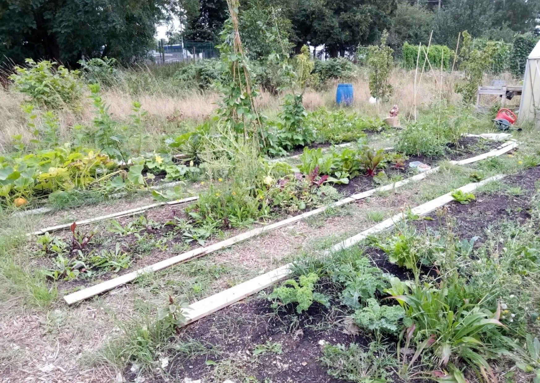 Our GreenHouse Project Participants Shed Light on the Positive Effect of Nature