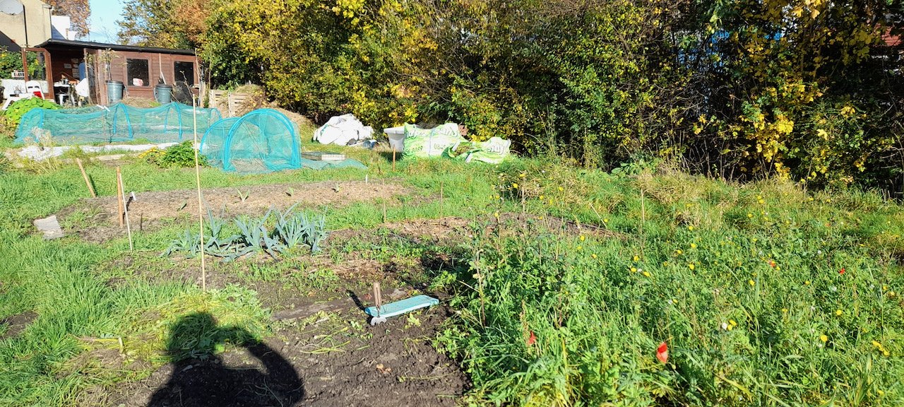 Sunshine, Fresh Air And Solstice Magic - From Our GreenHouse Project - Walthamstow Allotment-garden.jpeg