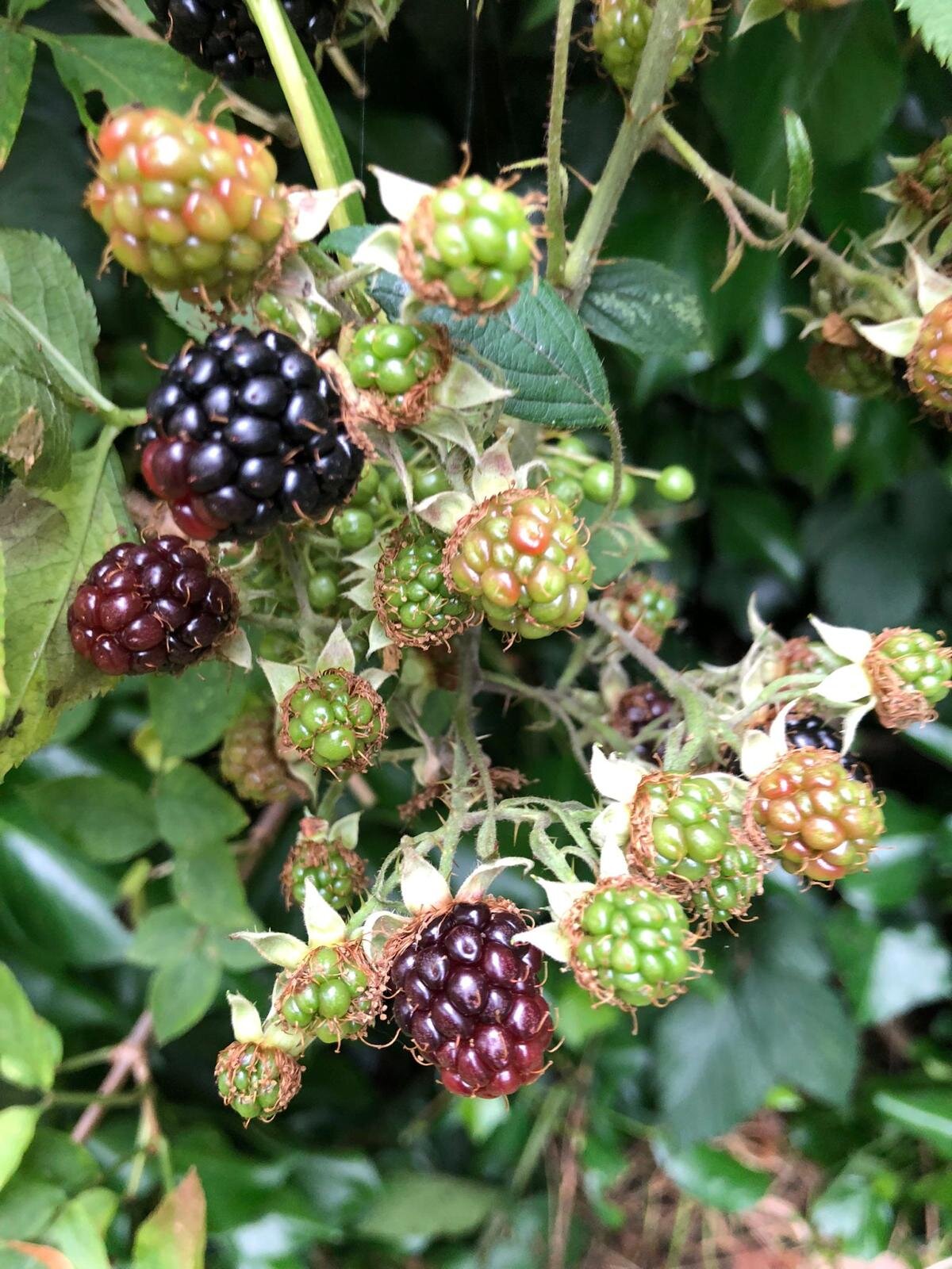 Lewisham Blackberries