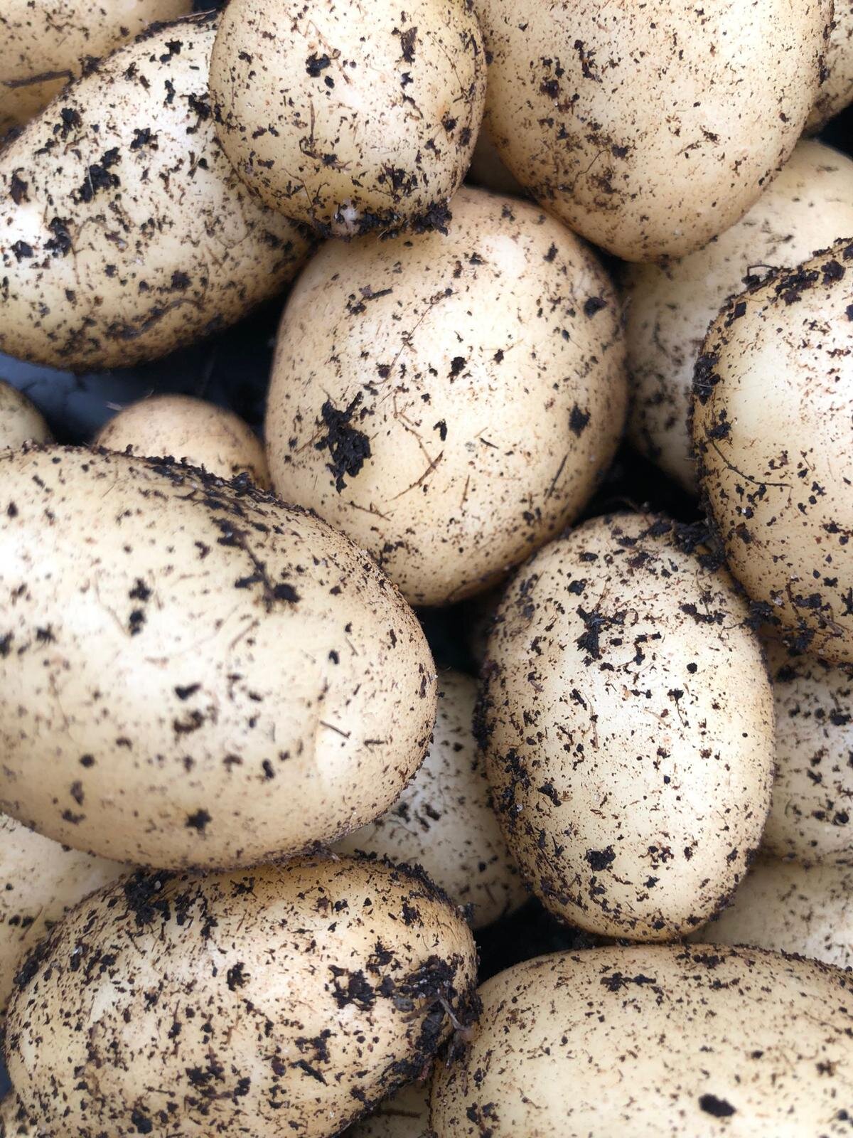 Lewisham garden potatoes