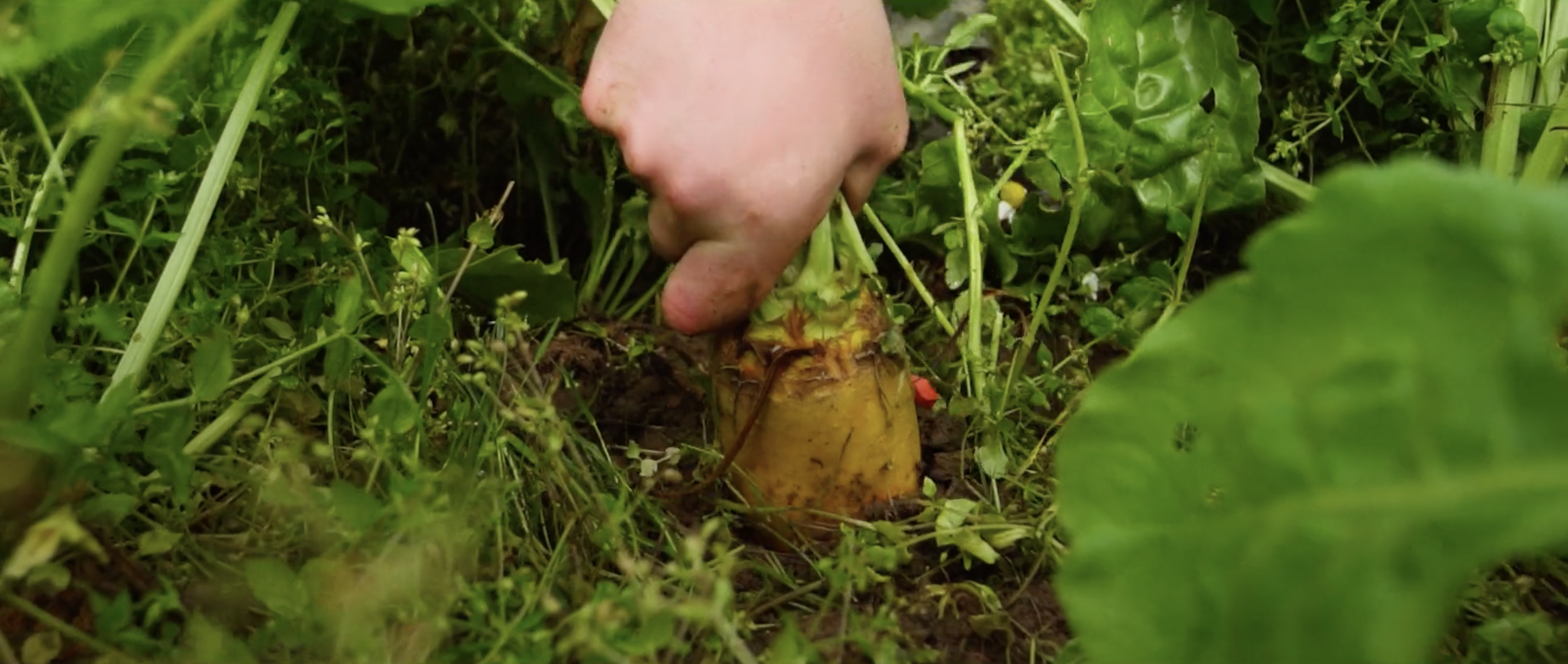 Homegrown Frames8.png