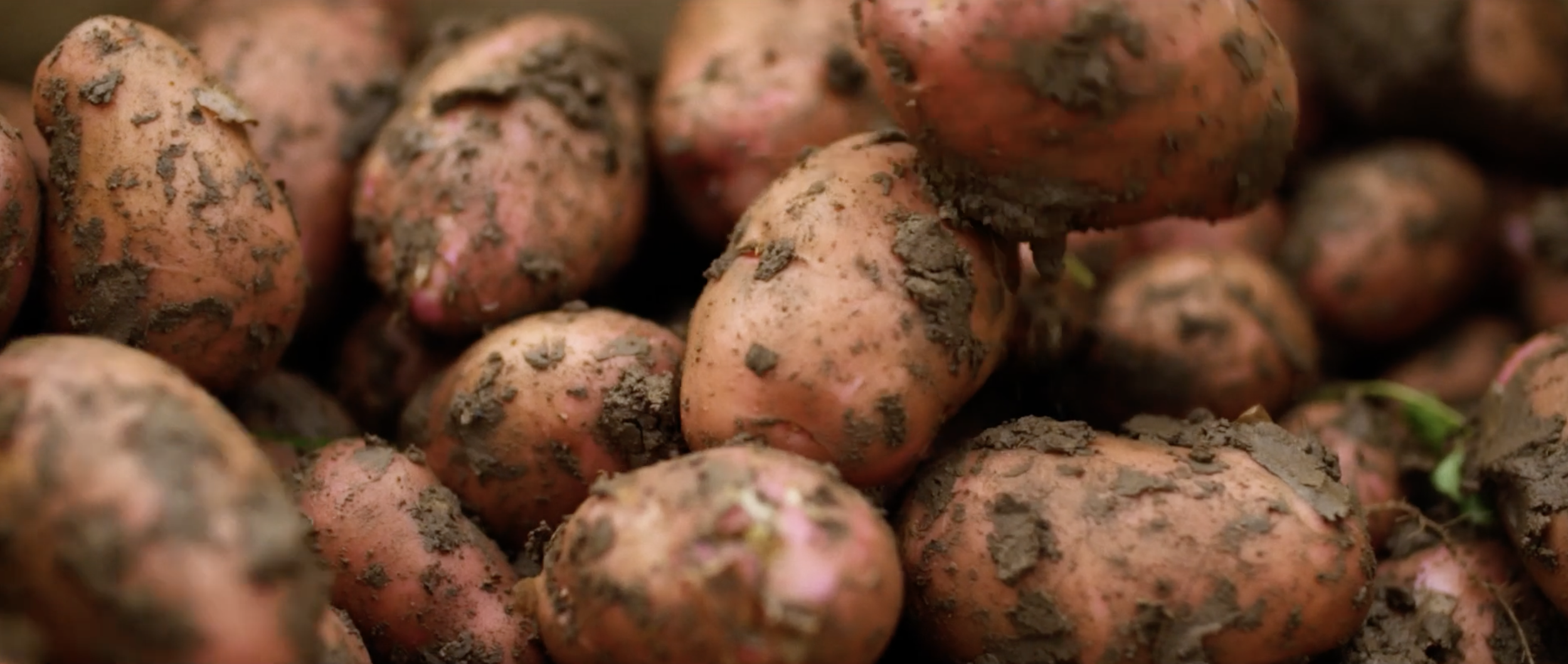 Homegrown Frames15.png