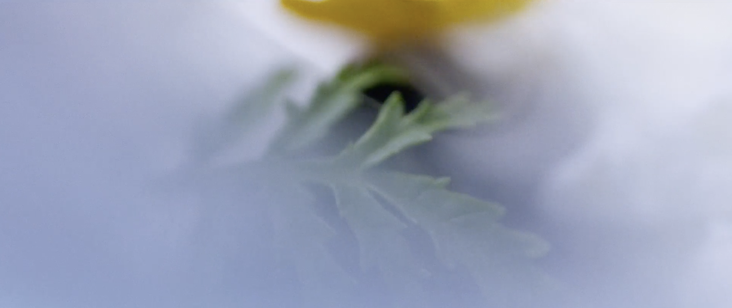 Homegrown Frames1.png