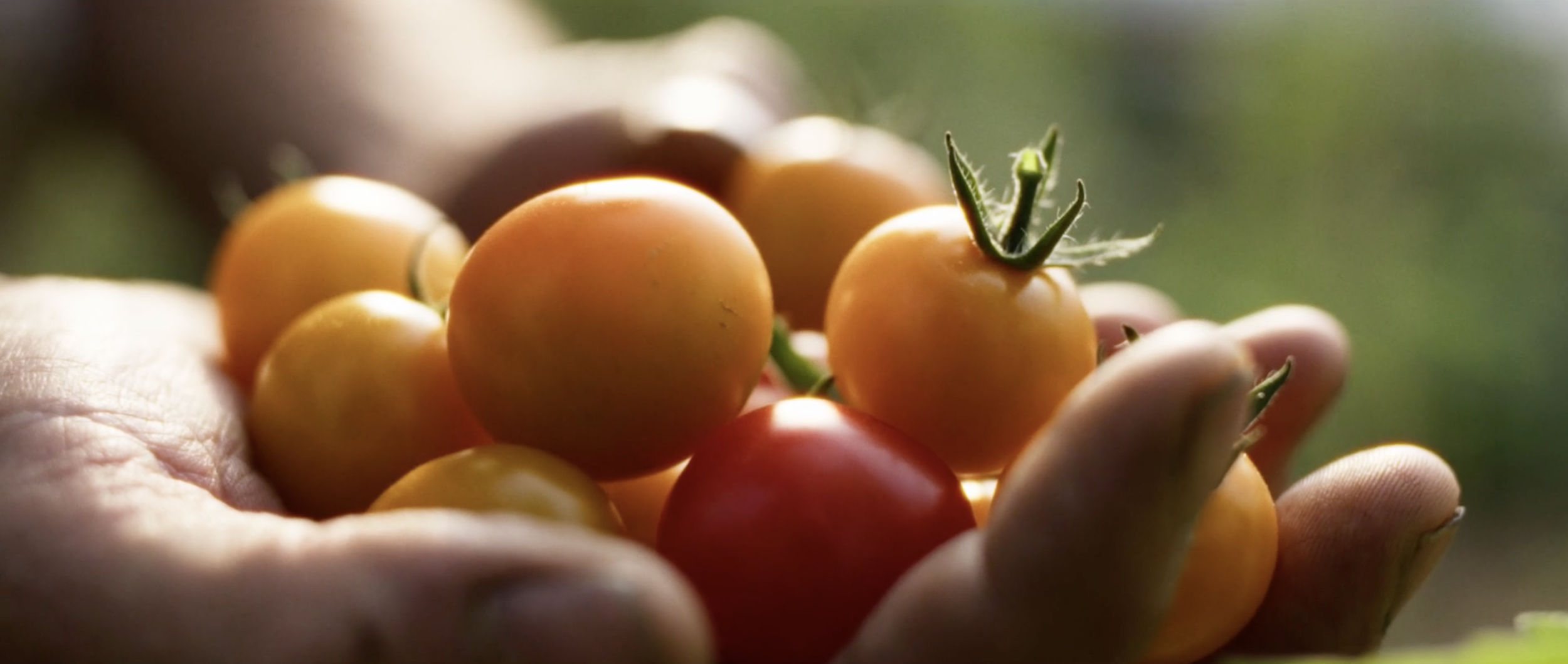 Homegrown Frames43.png