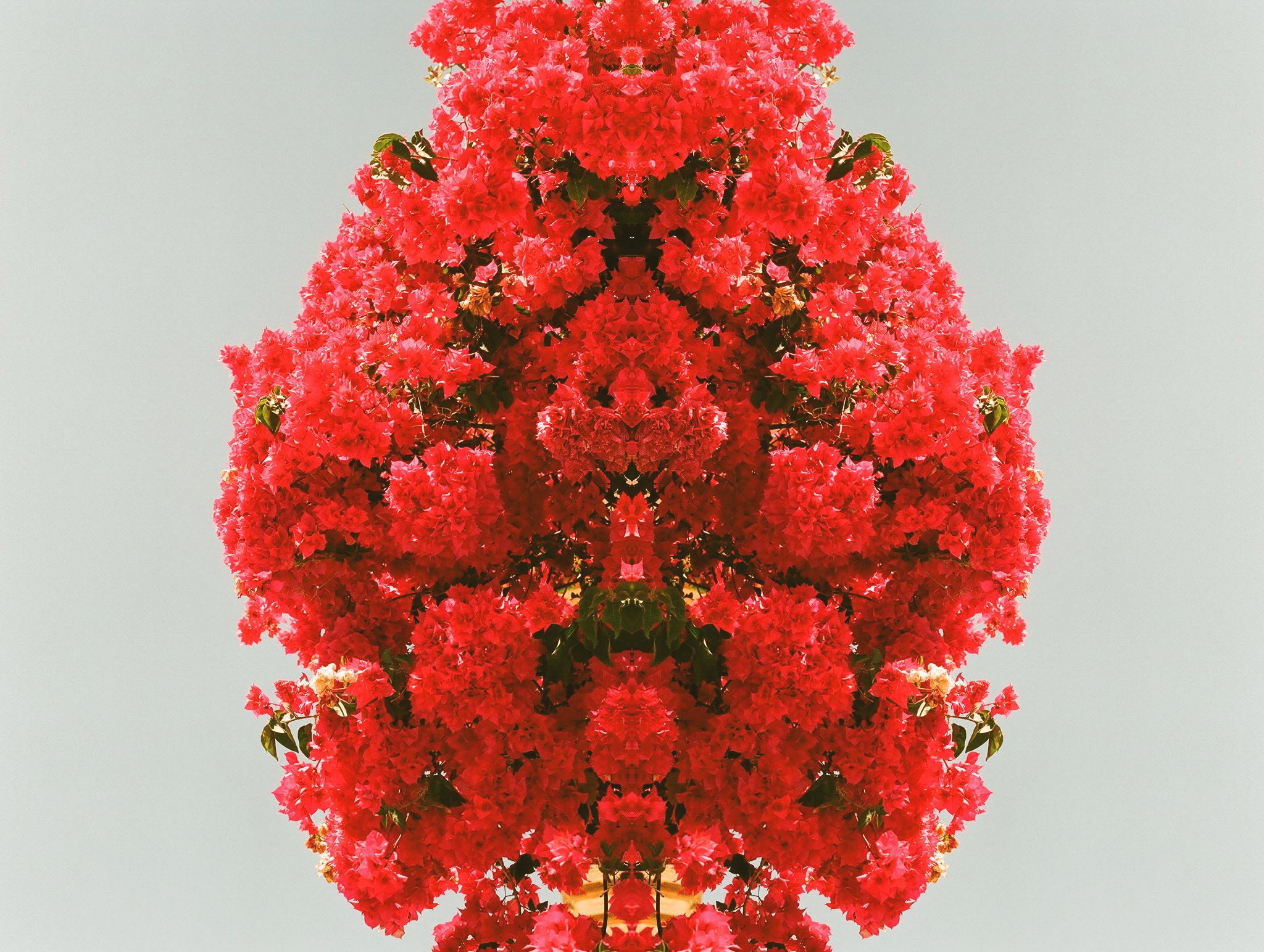 Flower - Mirrored.jpg
